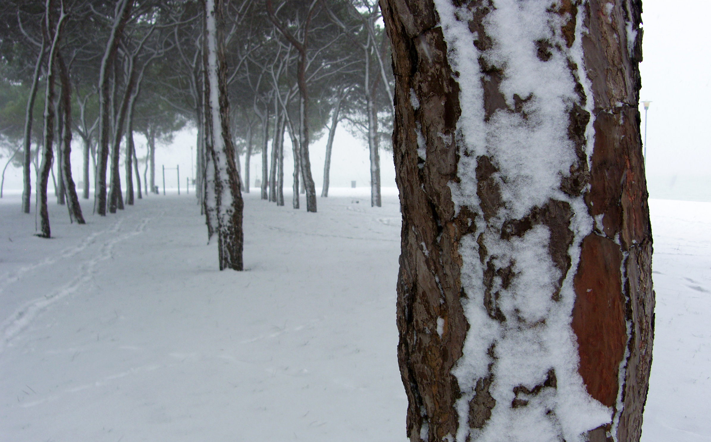 Trees and snow...