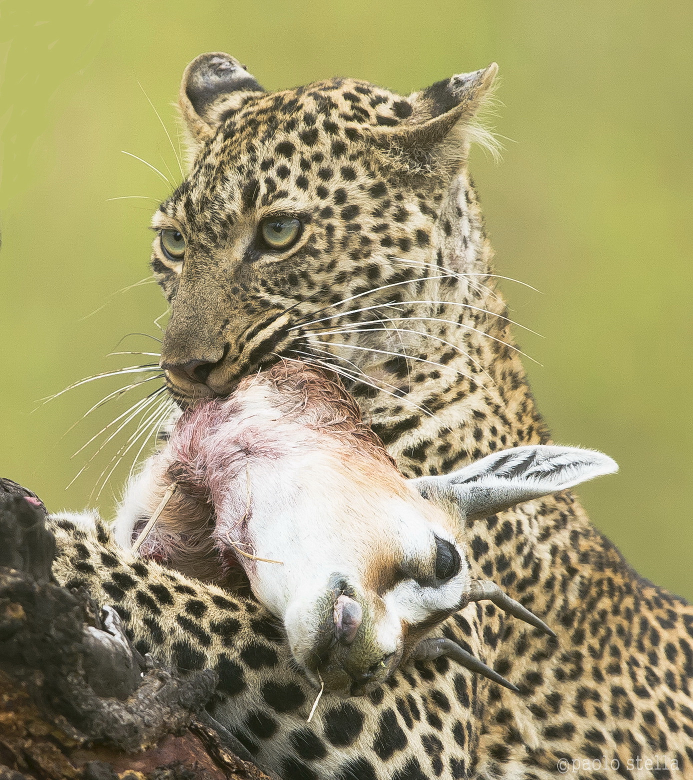 leopard and the kill close-up...