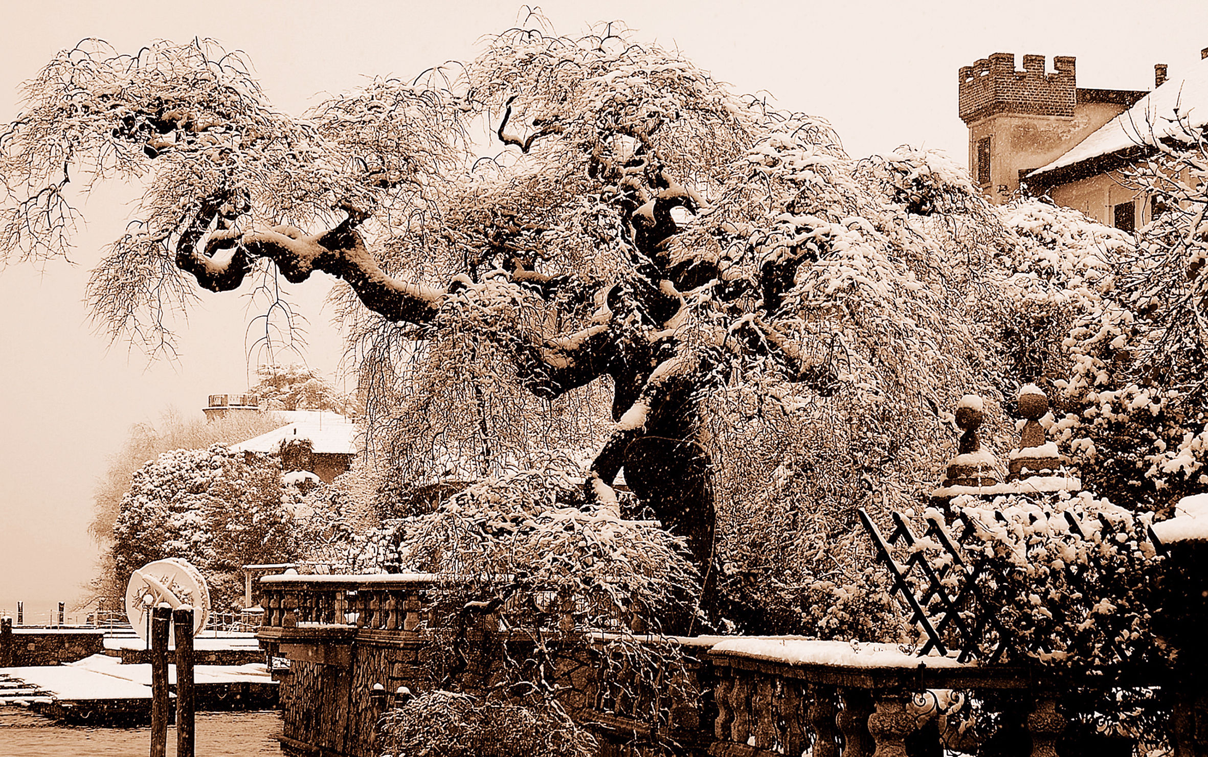 orta e l'albero magico...