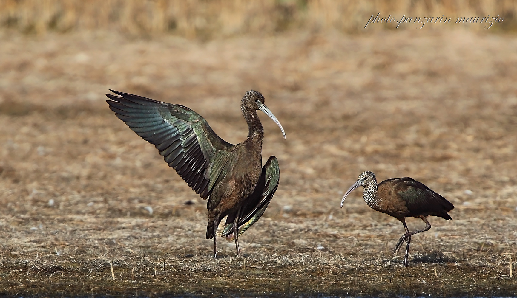 this way please! (Glossy ibis)...