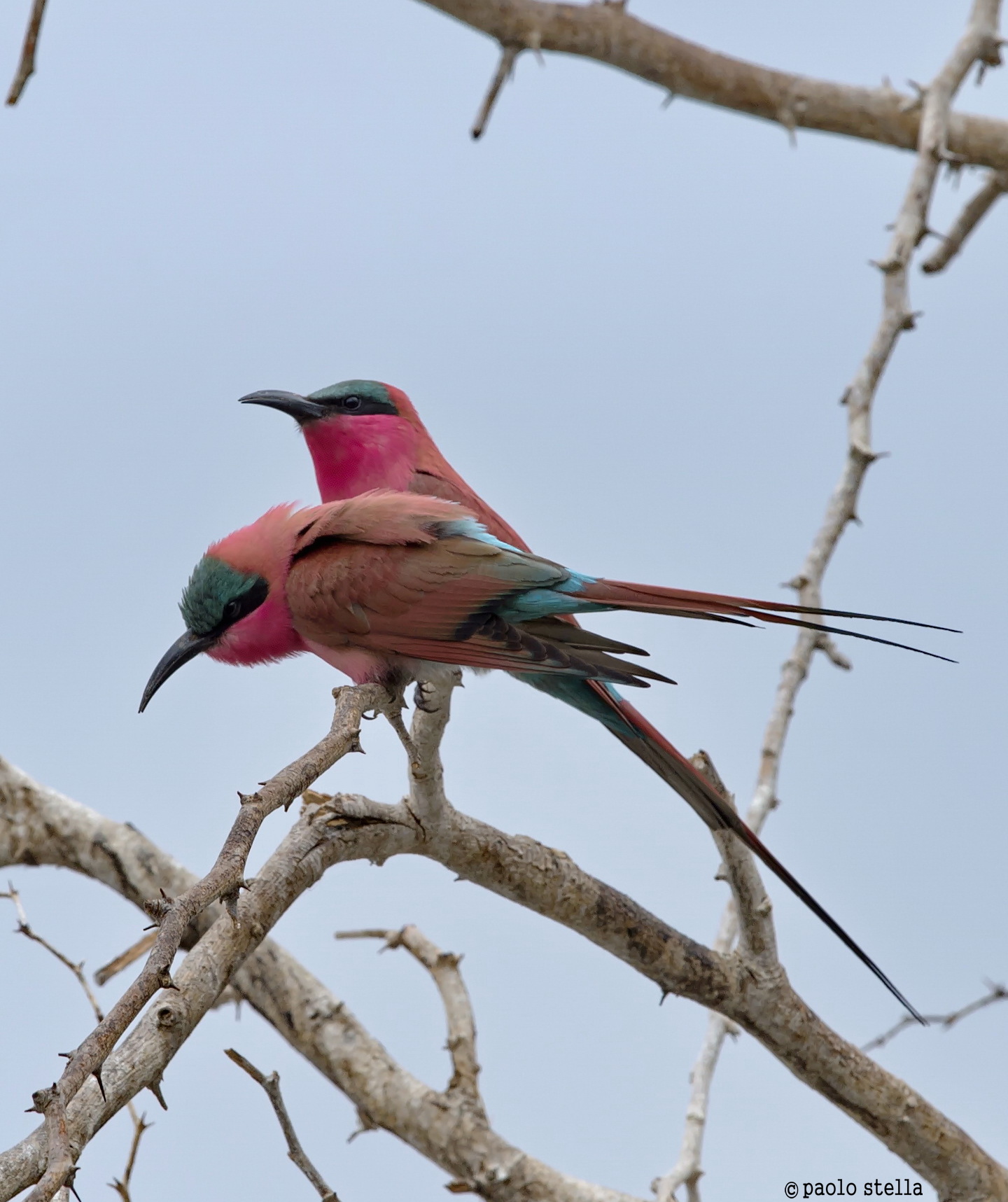 meeting on the Zambezi River - carmine bee-eater...