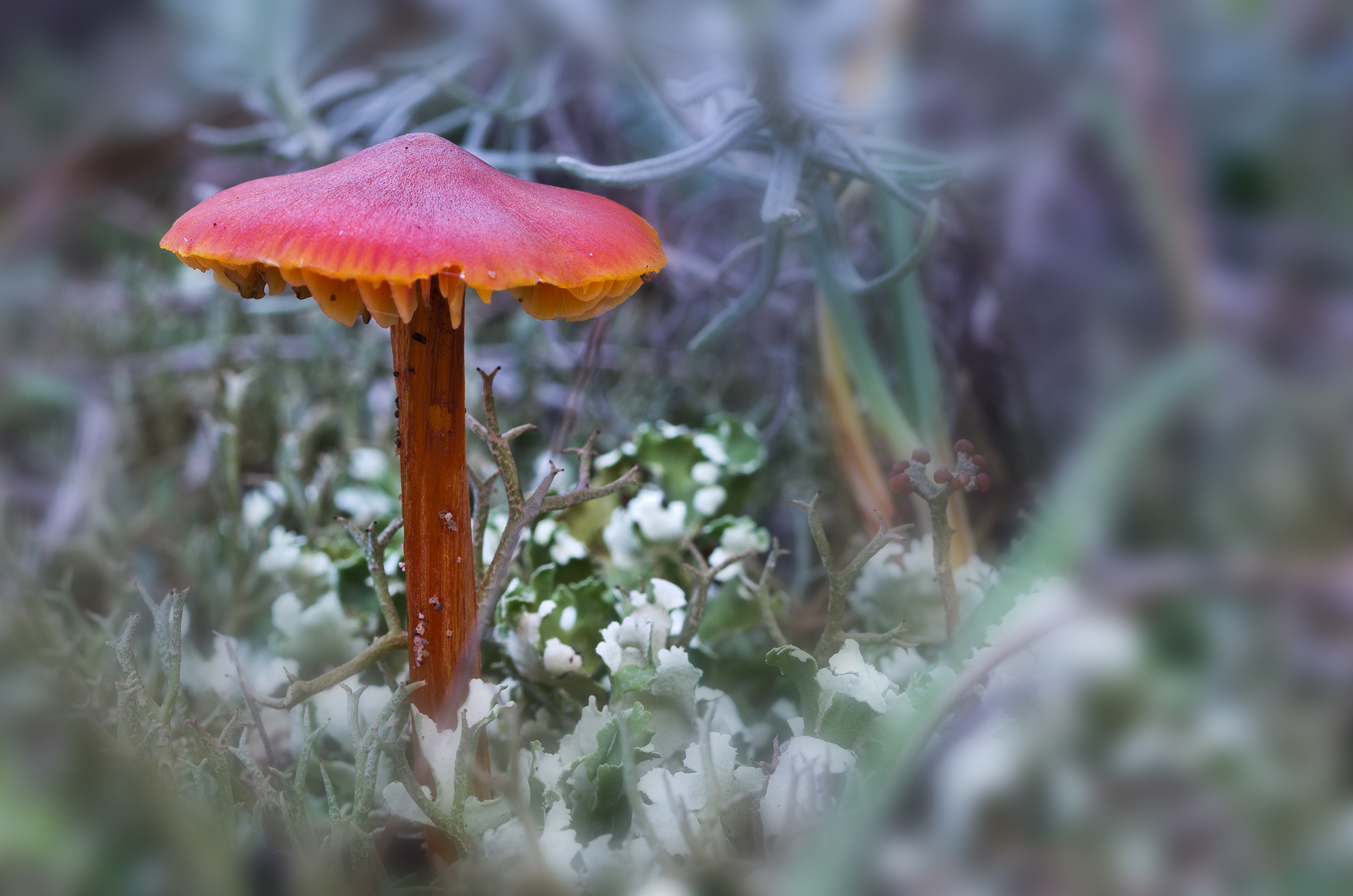 Hygrocybe conical...