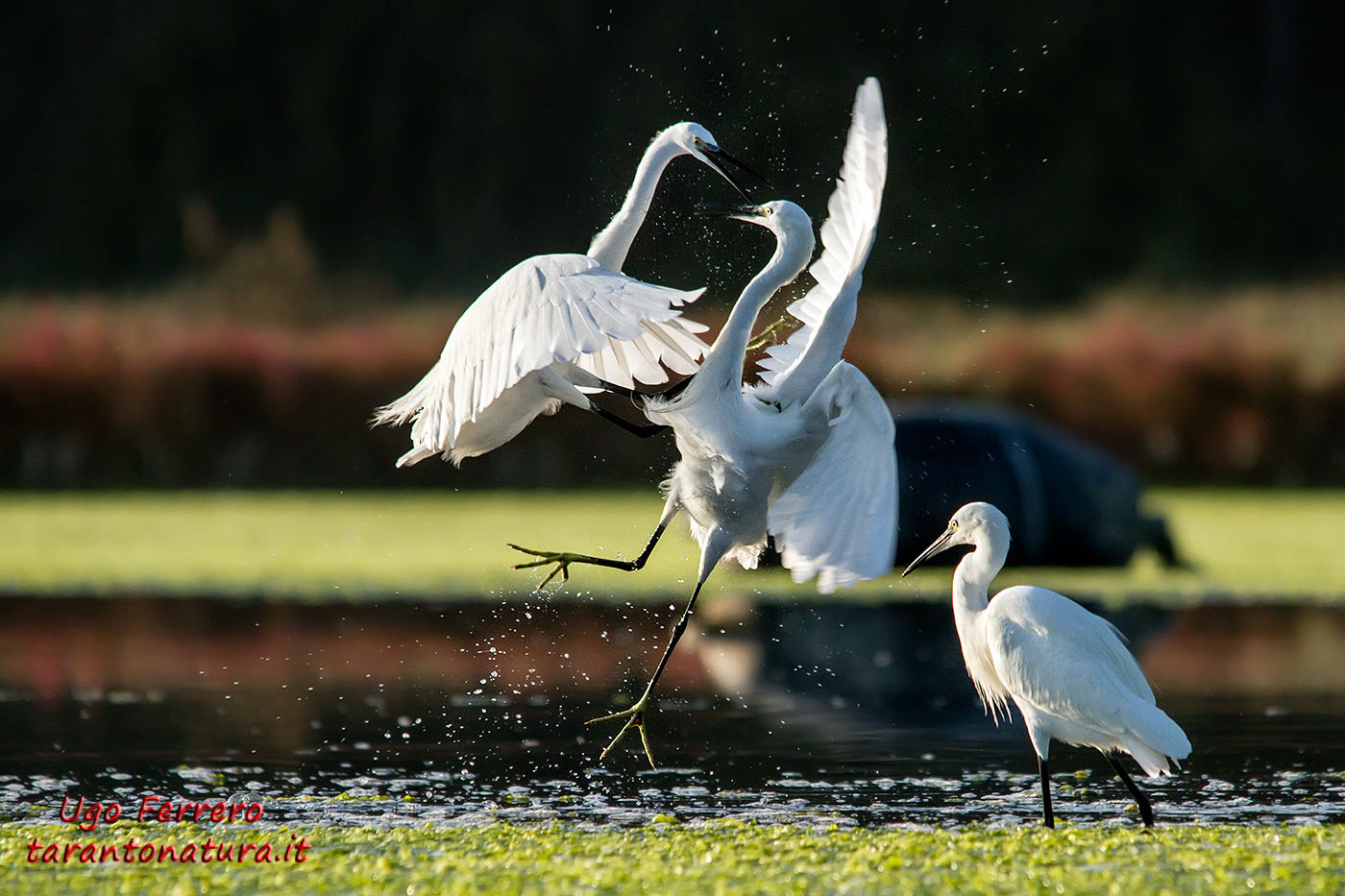 Egrets quarrelsome 2...