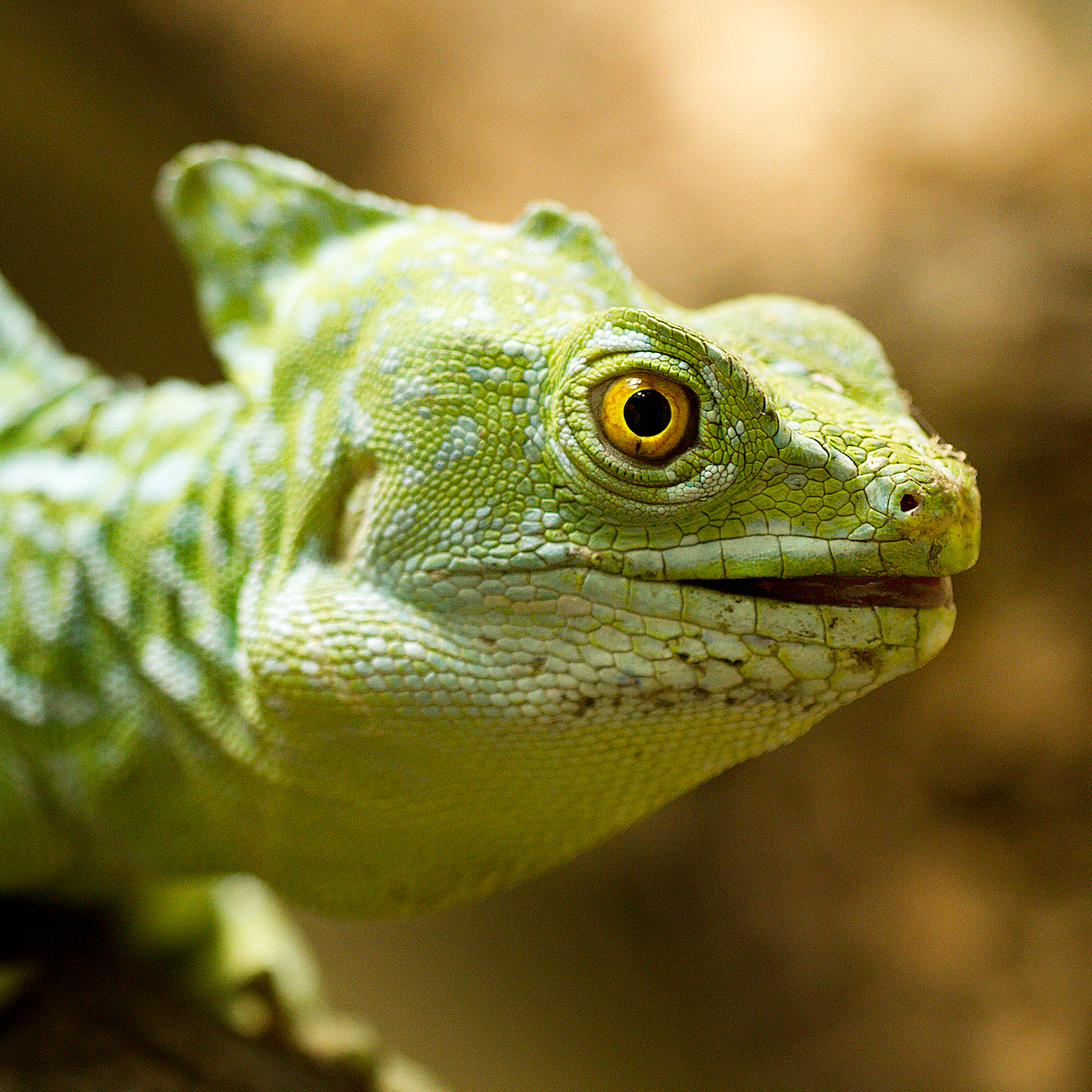 Basiliscus...