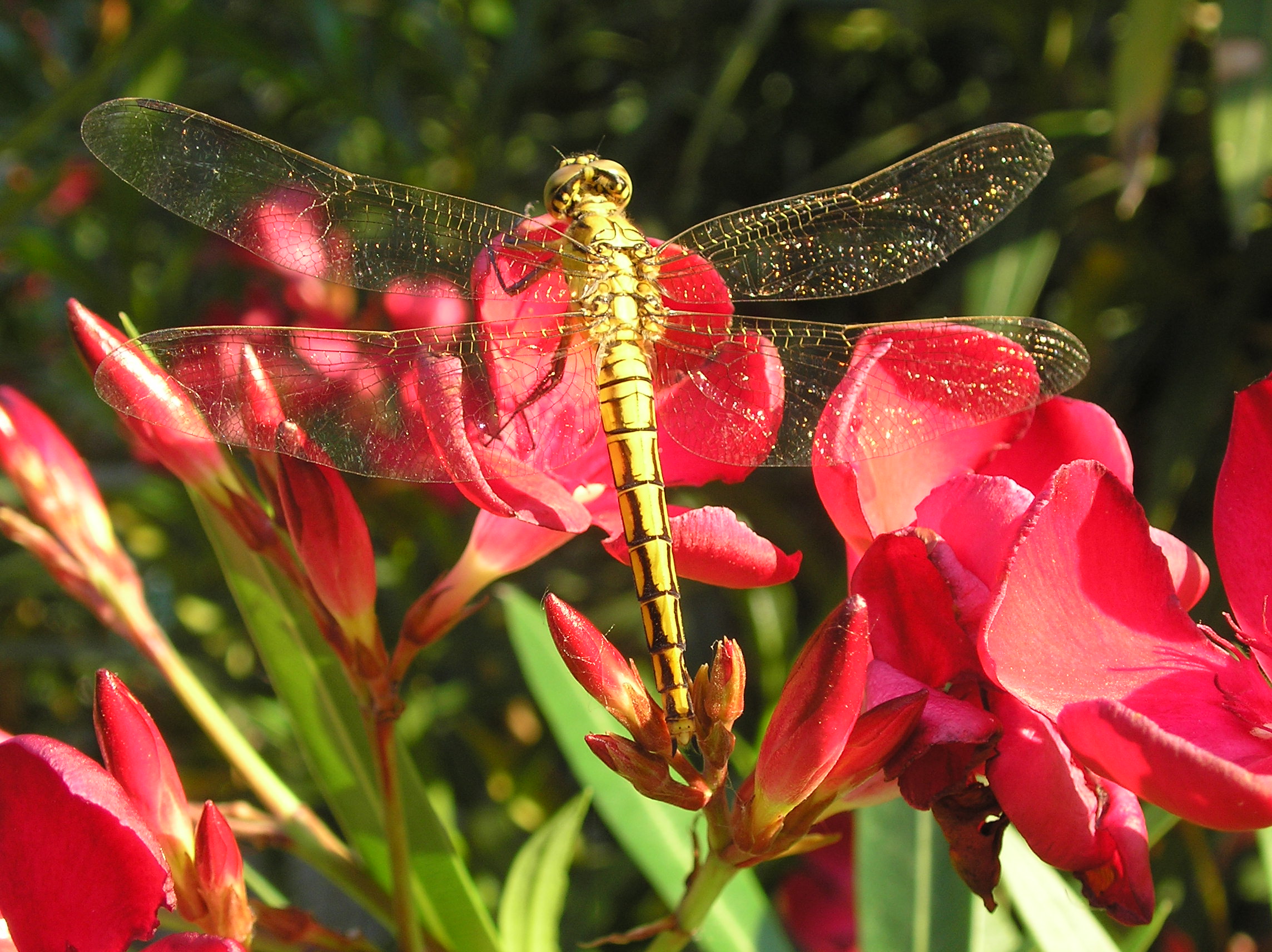 dragonfly gold...