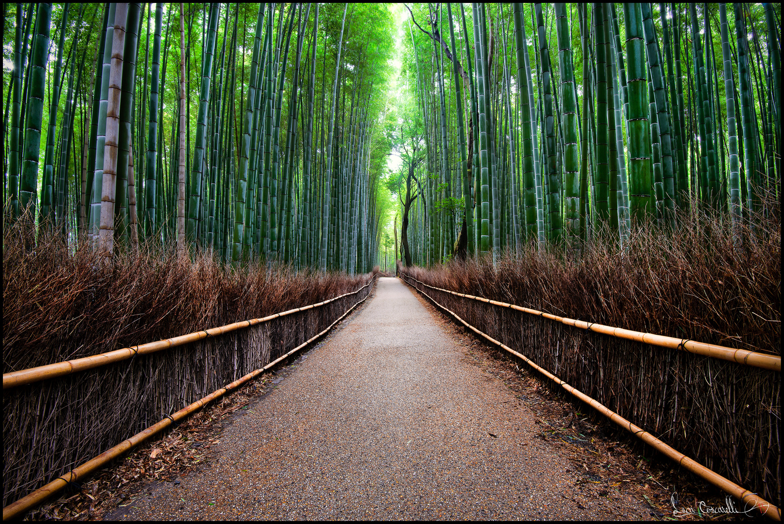 Foresta di Bambù...