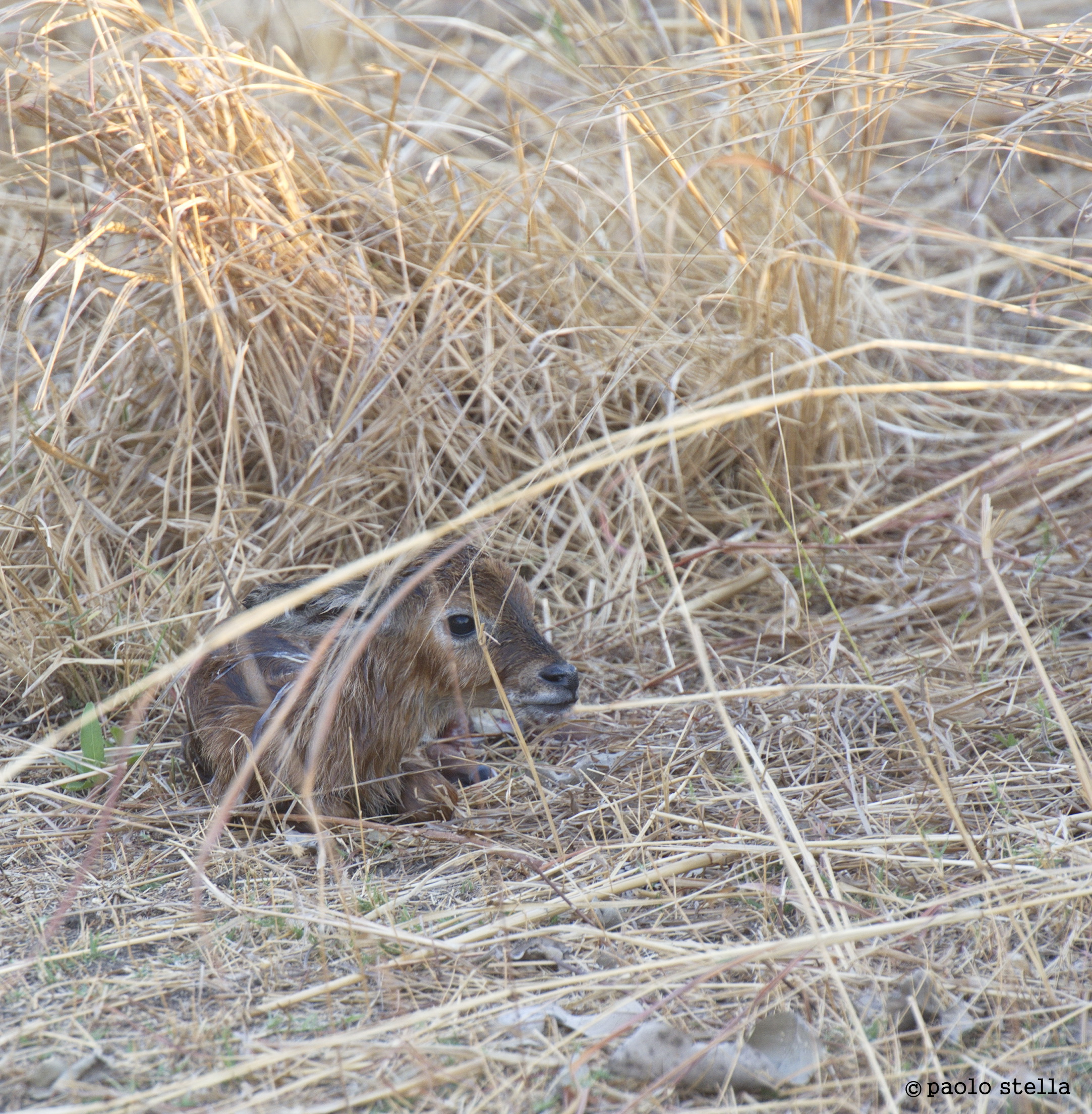 Puku (Kobus vardonii) birth - 5...