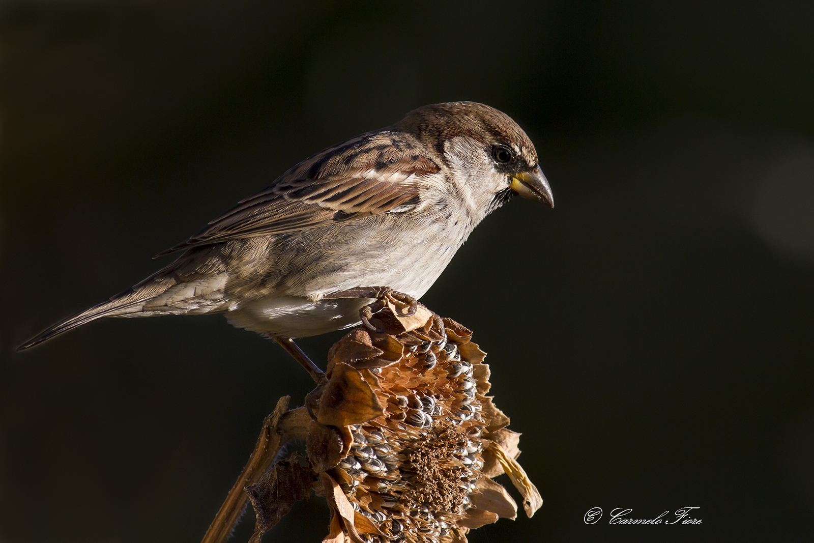 simply sparrow...