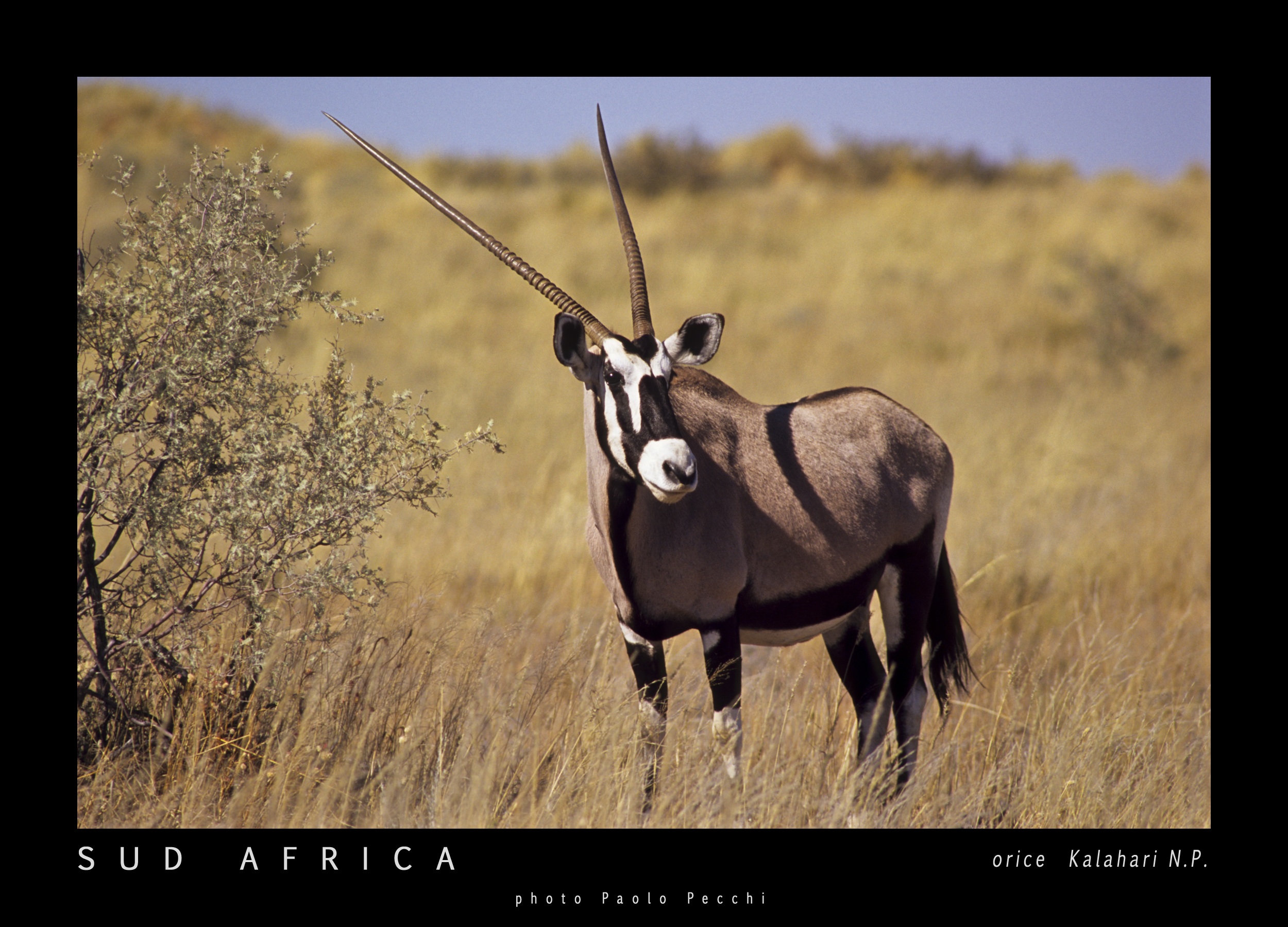 orice gazzella Kalahari n.p. Sud Africa...