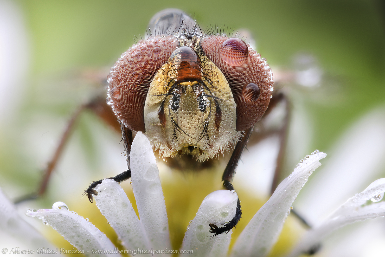 A fly and its daisy...