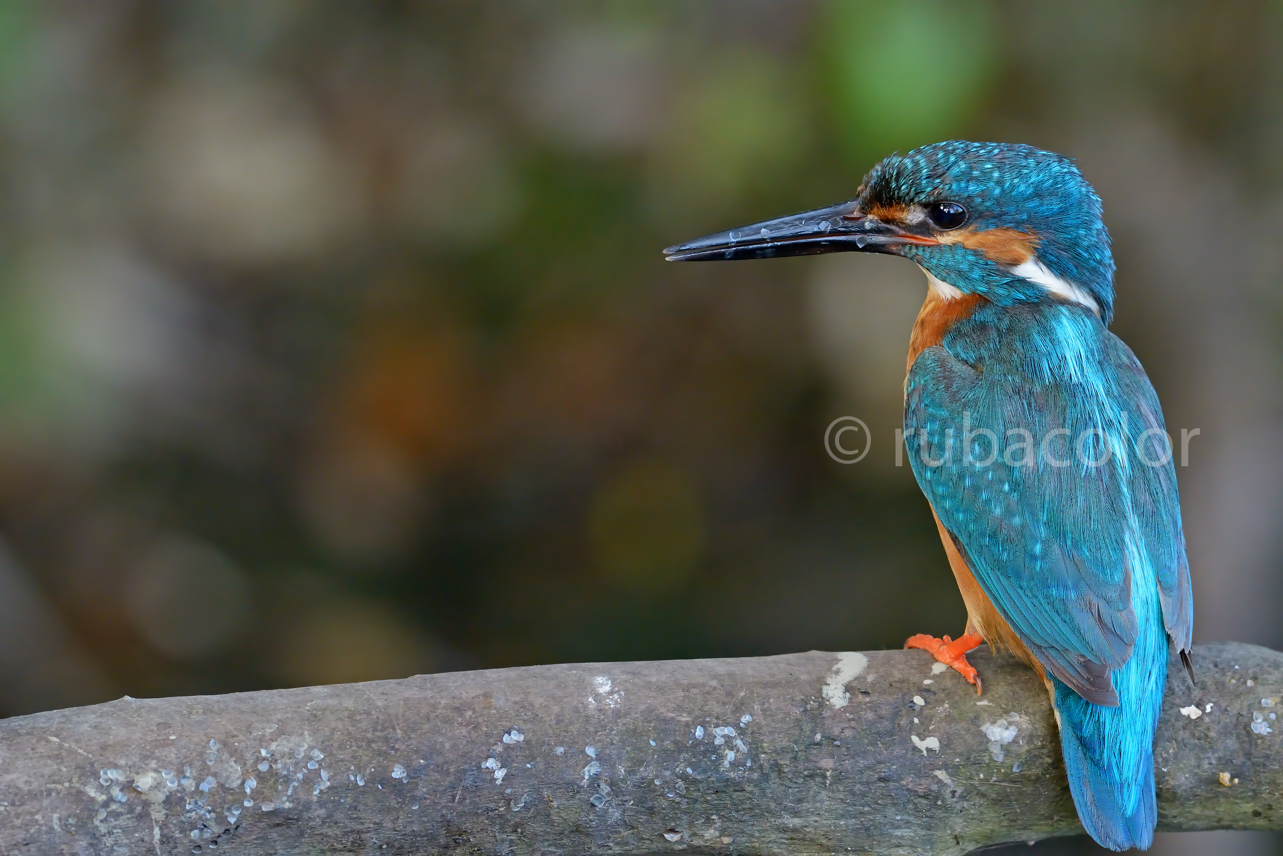 Martino with traces of predation on the beak...