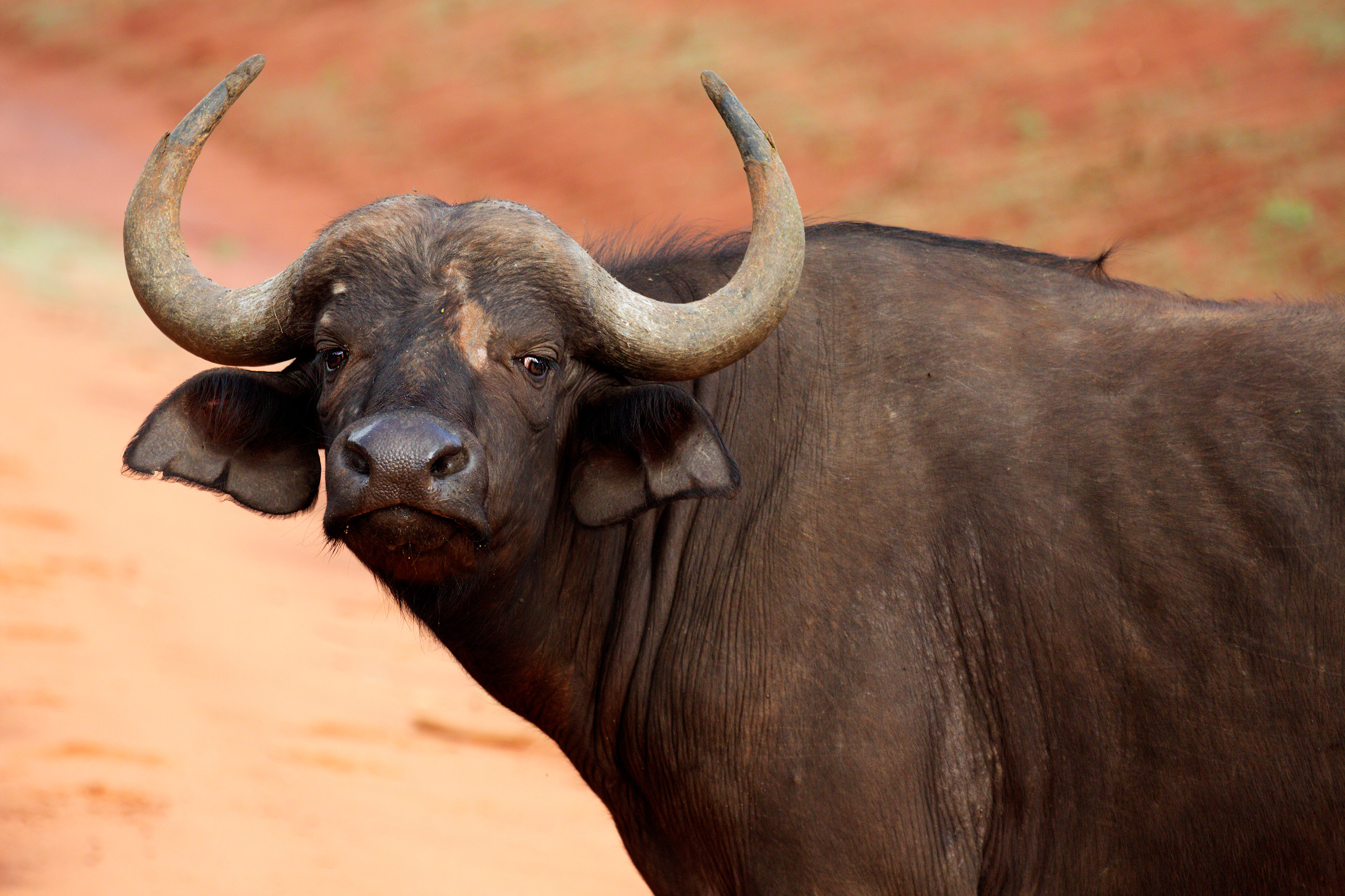 Bufalo africano...