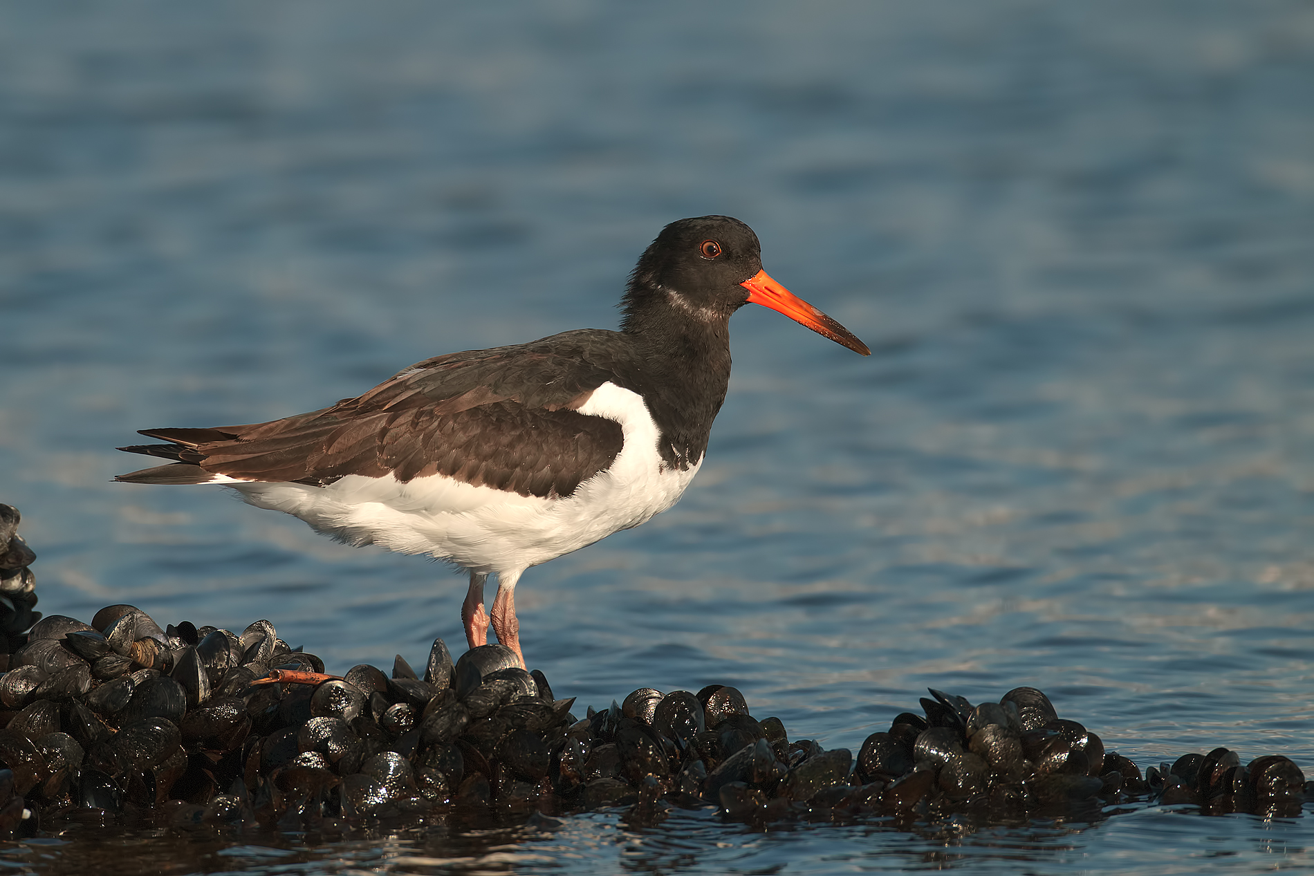 Oystercatcher...