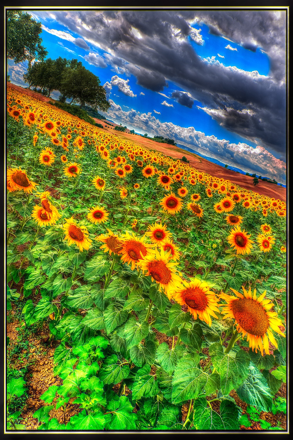 Sunflowers HDR...