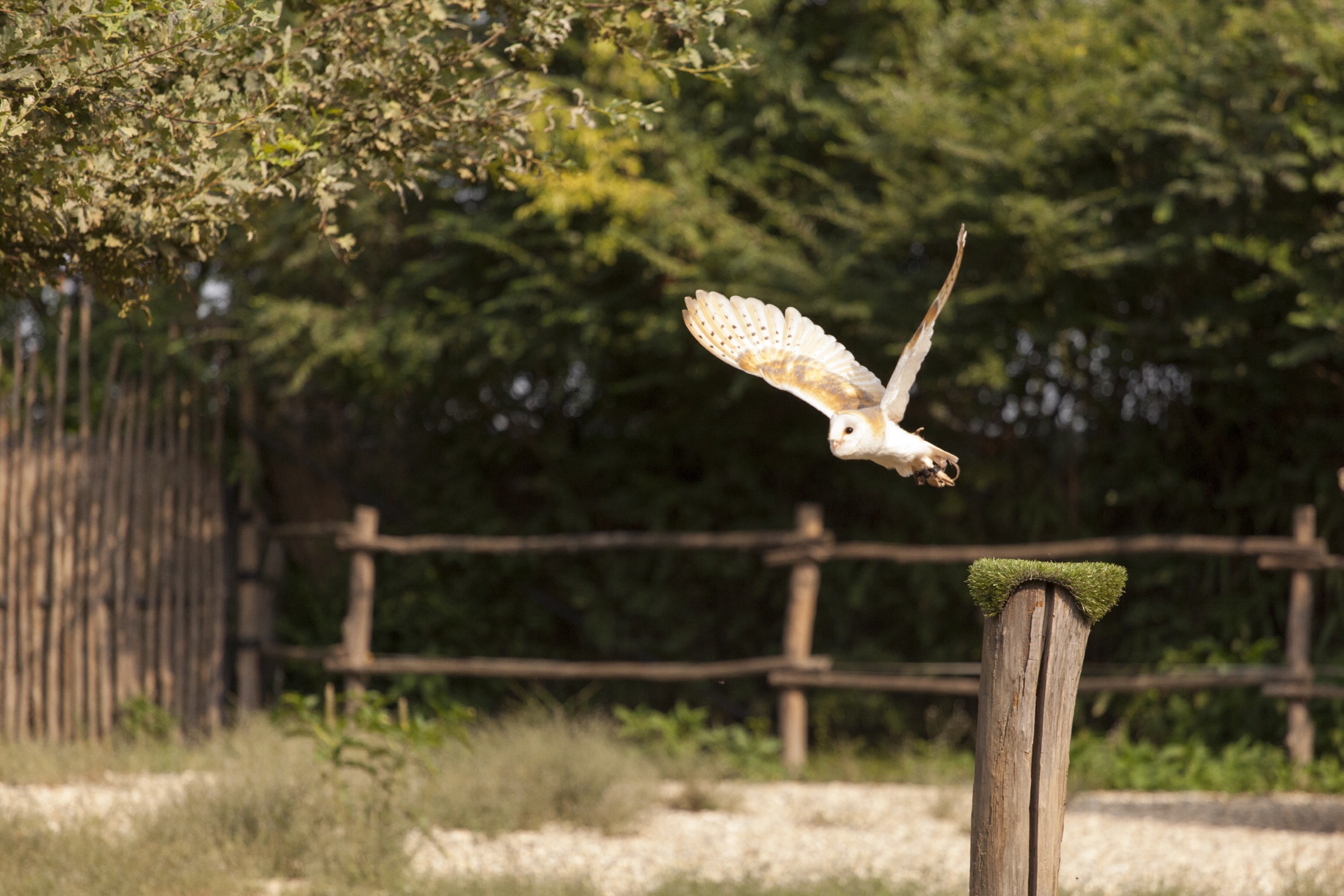 Barn Owl in flight...