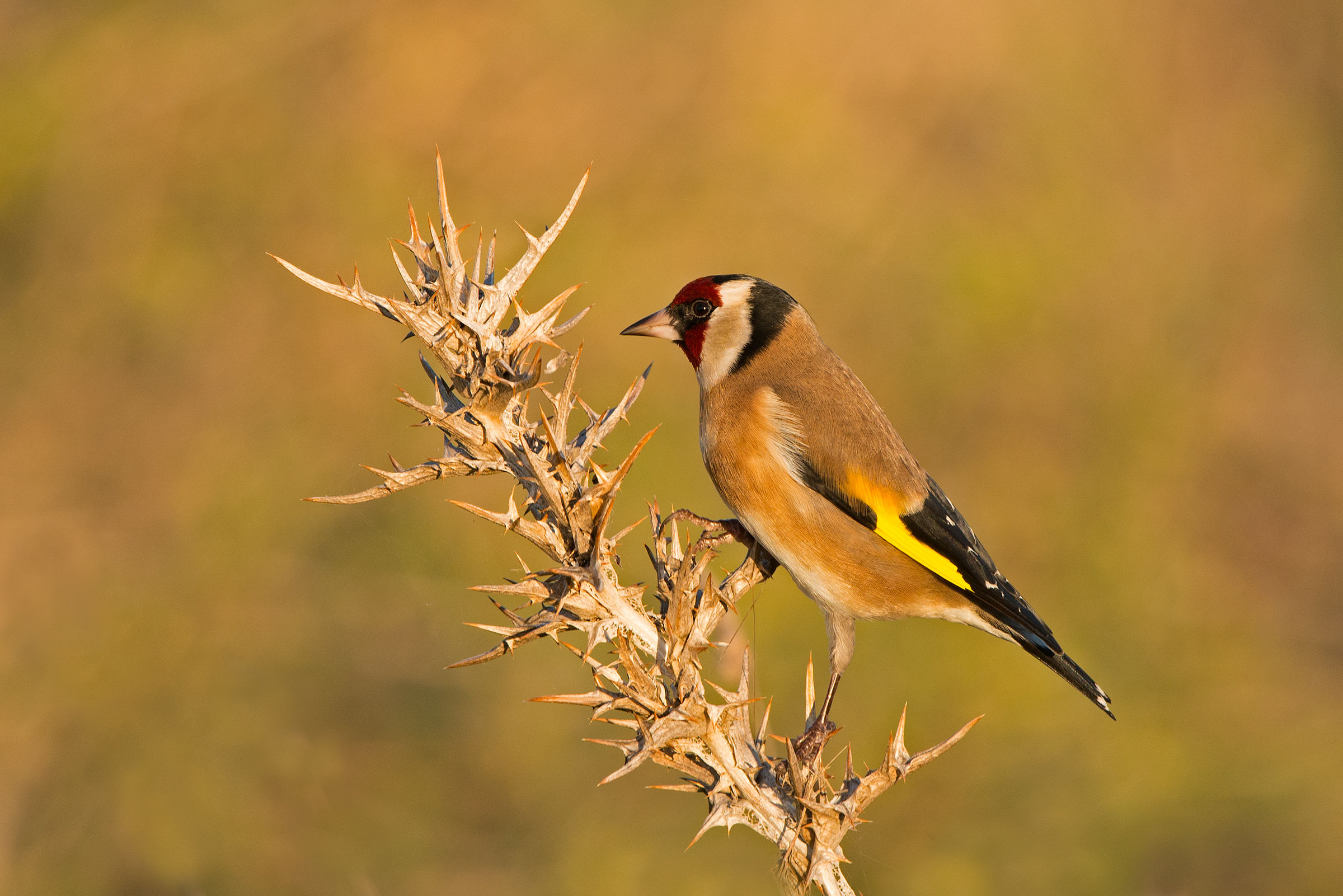 Goldfinch at sunset...
