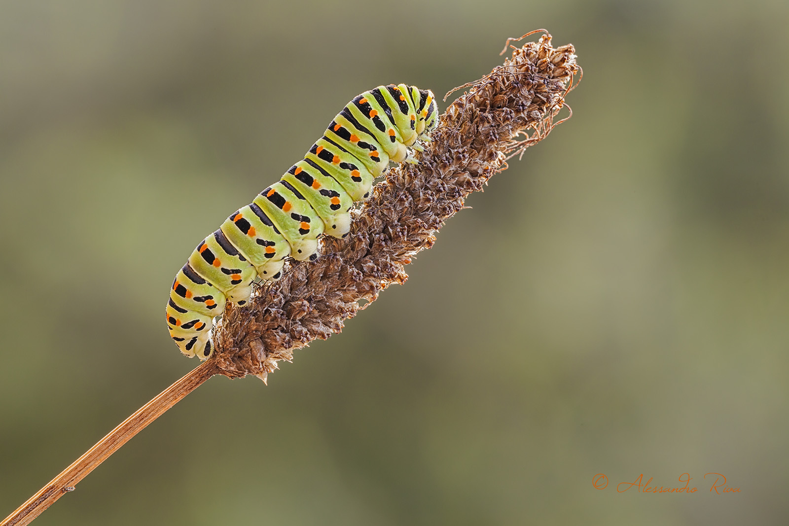 Caterpillar of swallowtail...