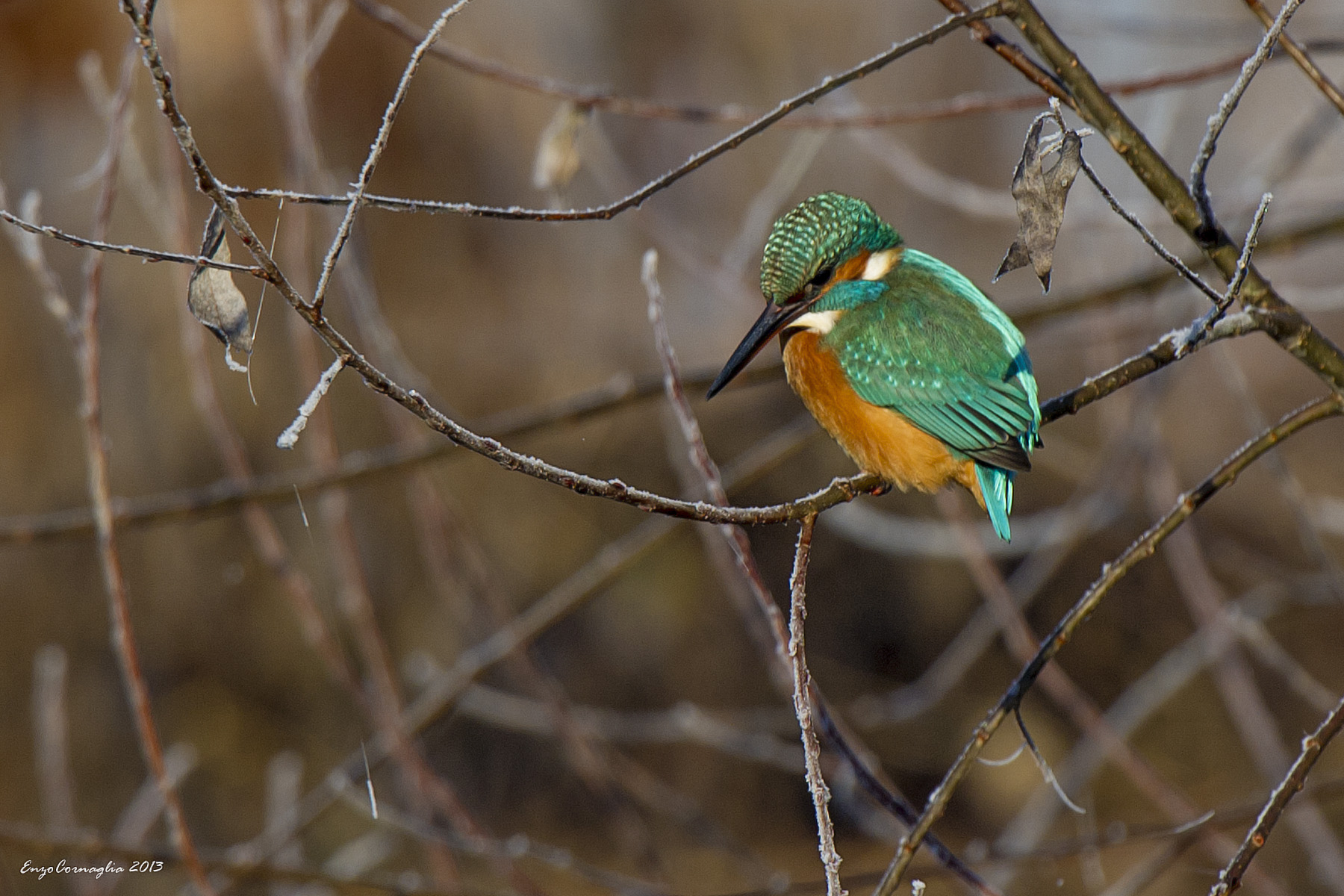 Kingfisher...