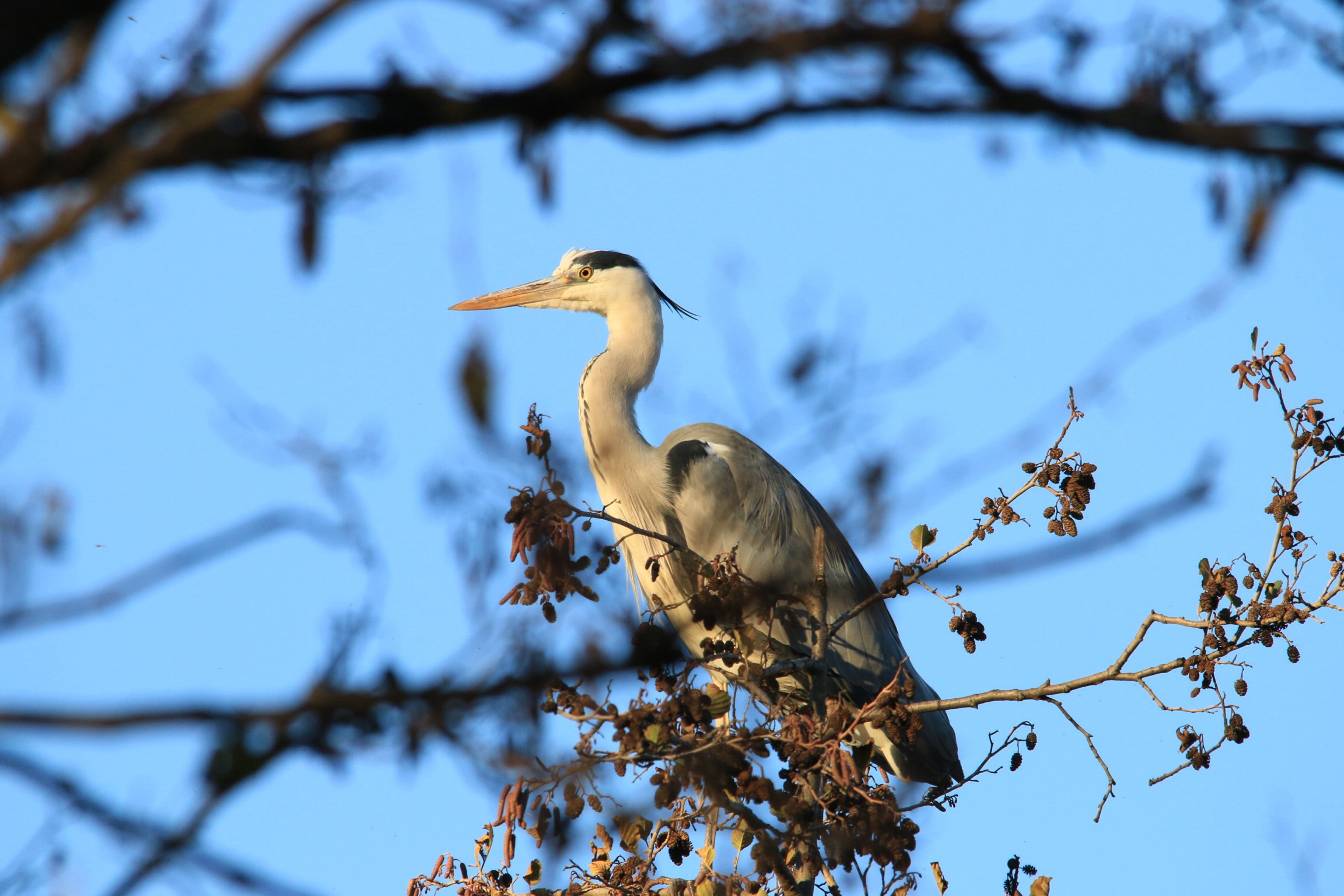 Grey Heron on tree...