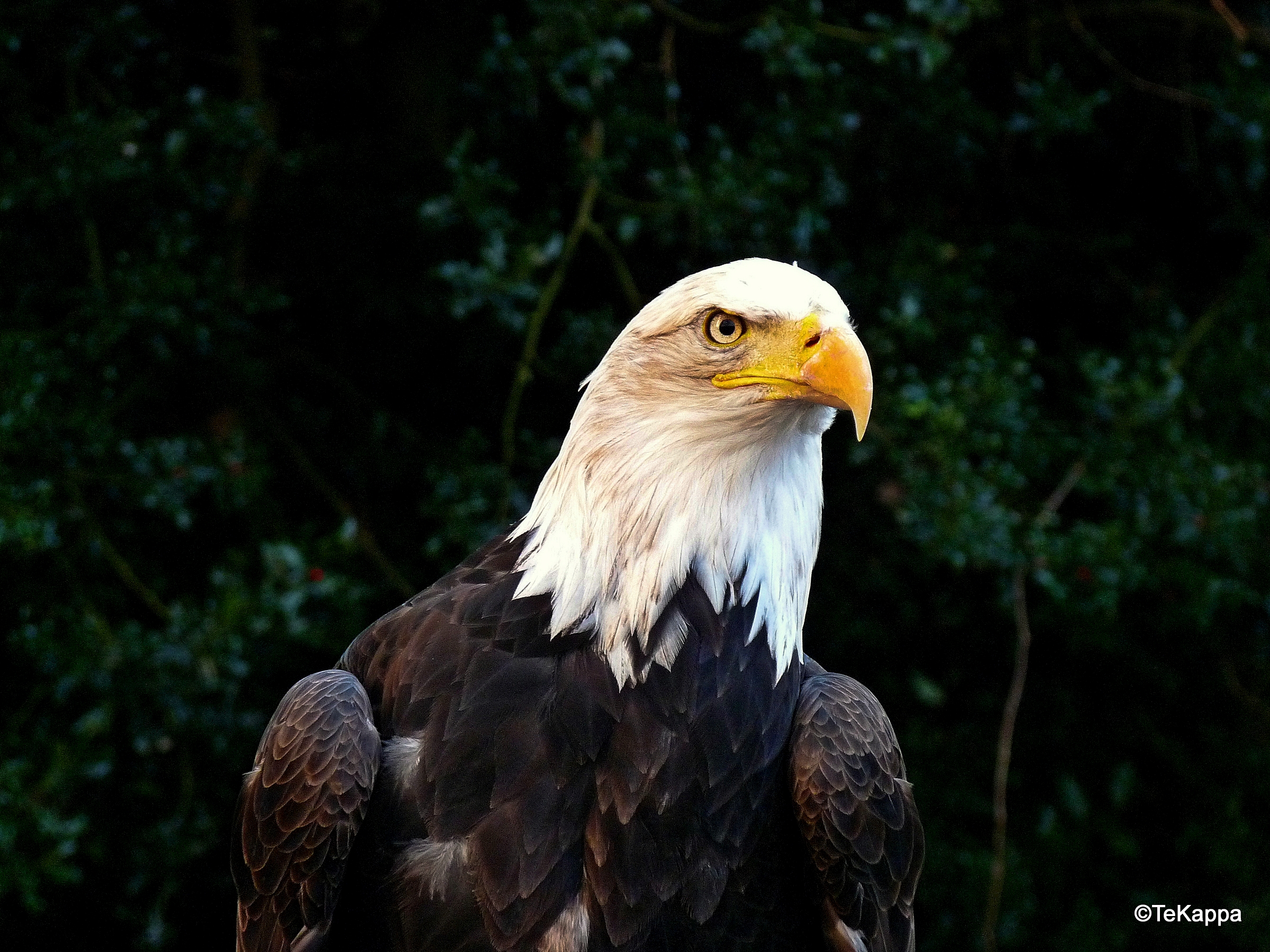 Bald Eagle...