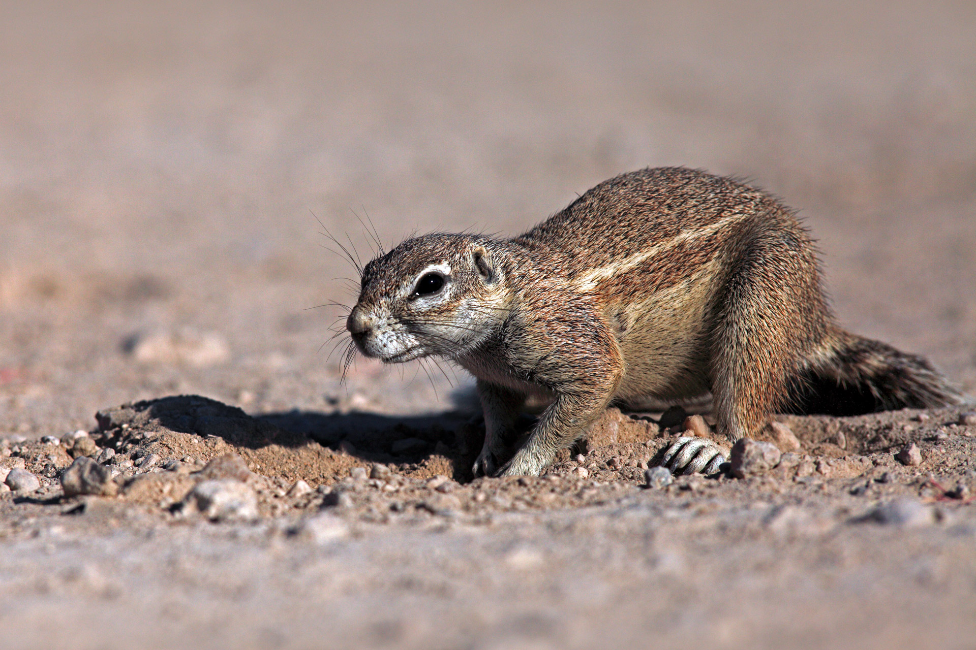 Namibian Squirrel II...