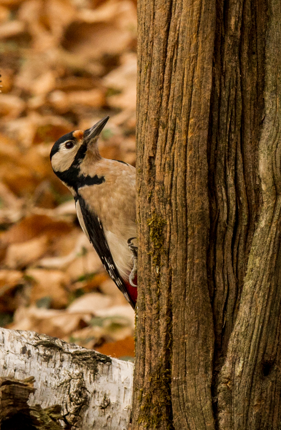 Woodpecker...