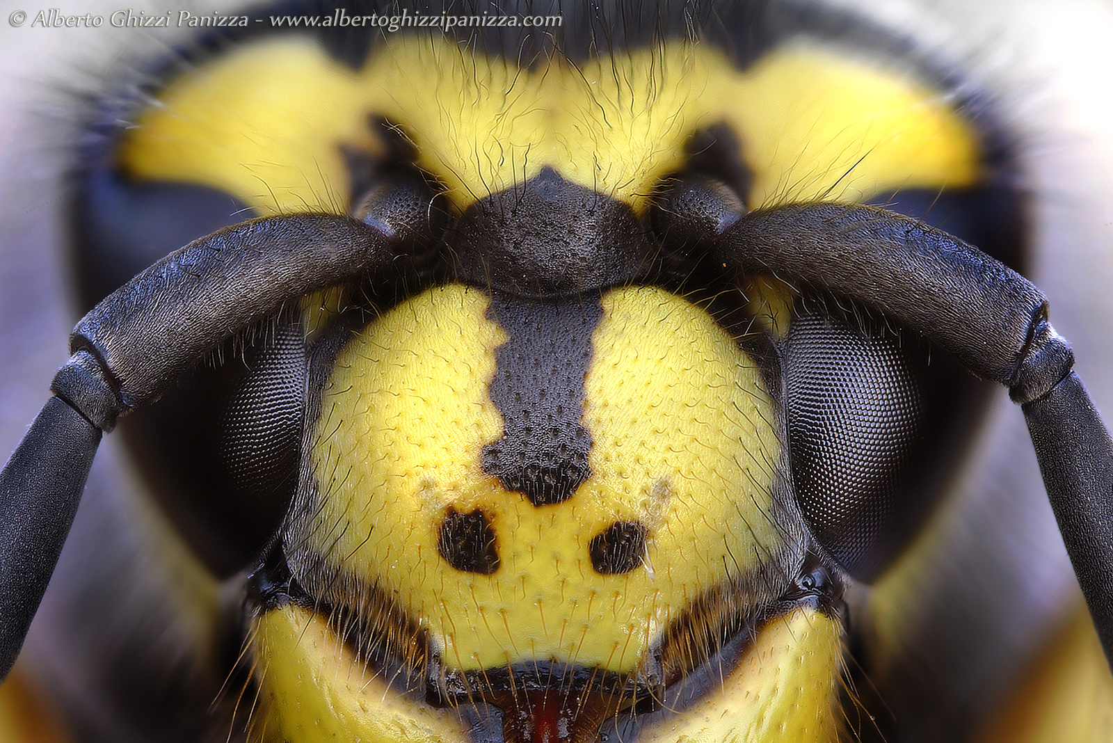 The eyes of the wasp...