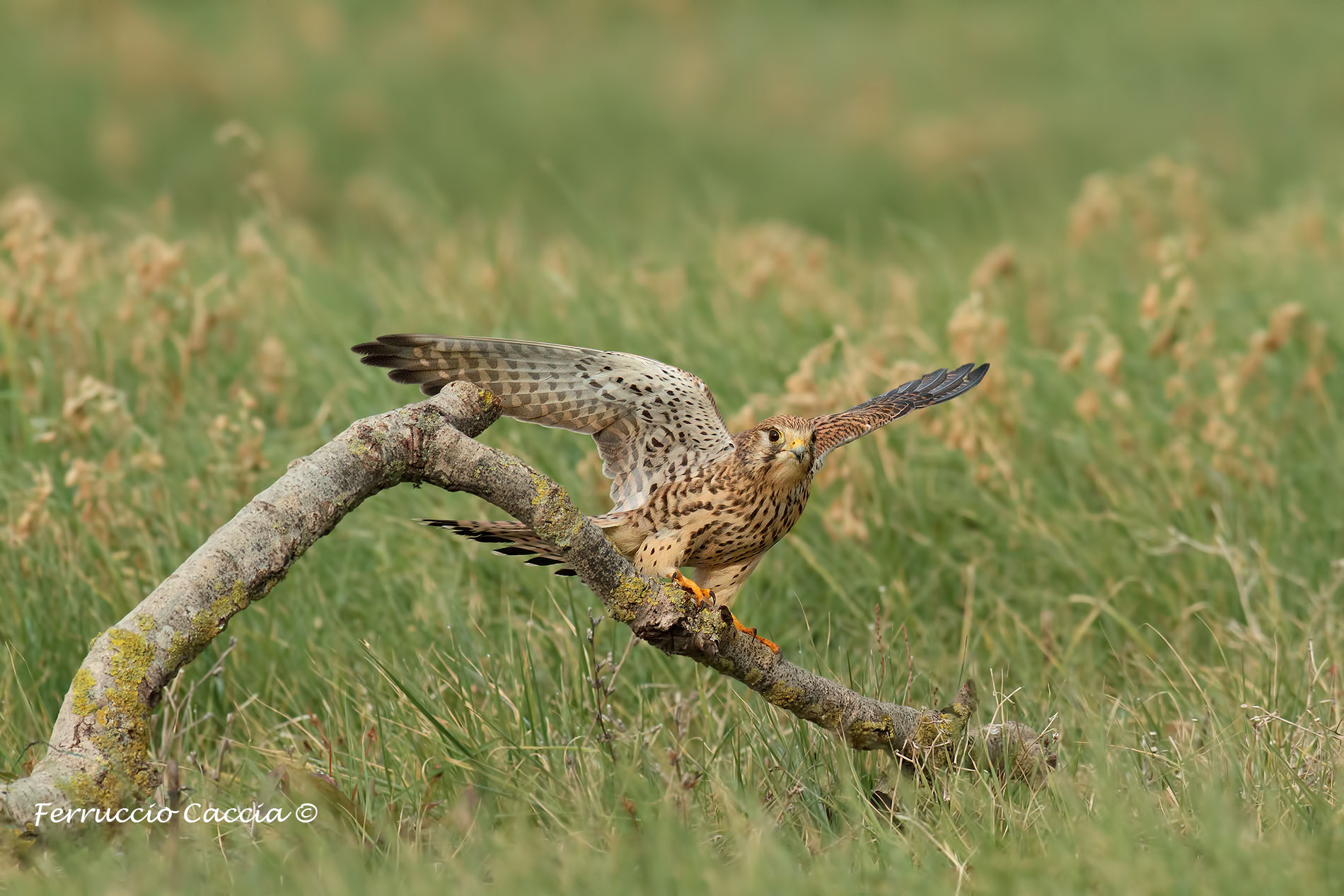 kestrel...