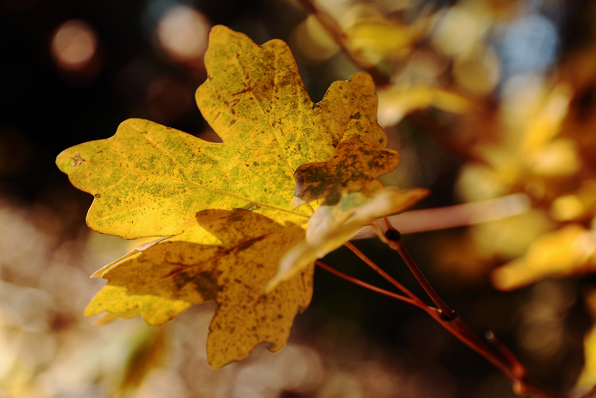 Foglia dorata d'autunno...