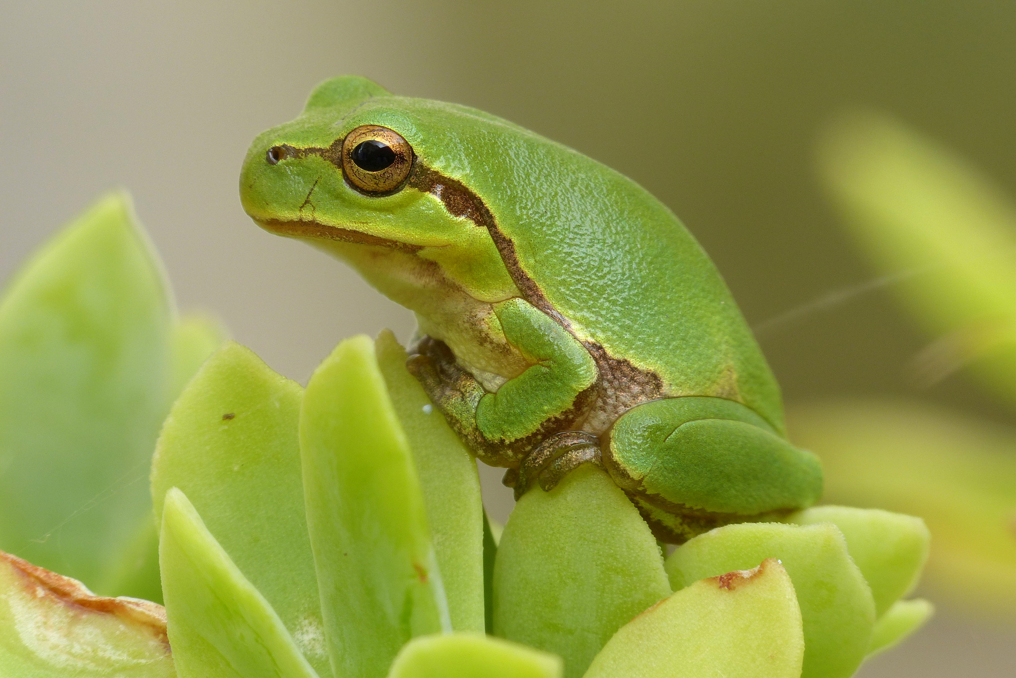 Italian Tree Frog...