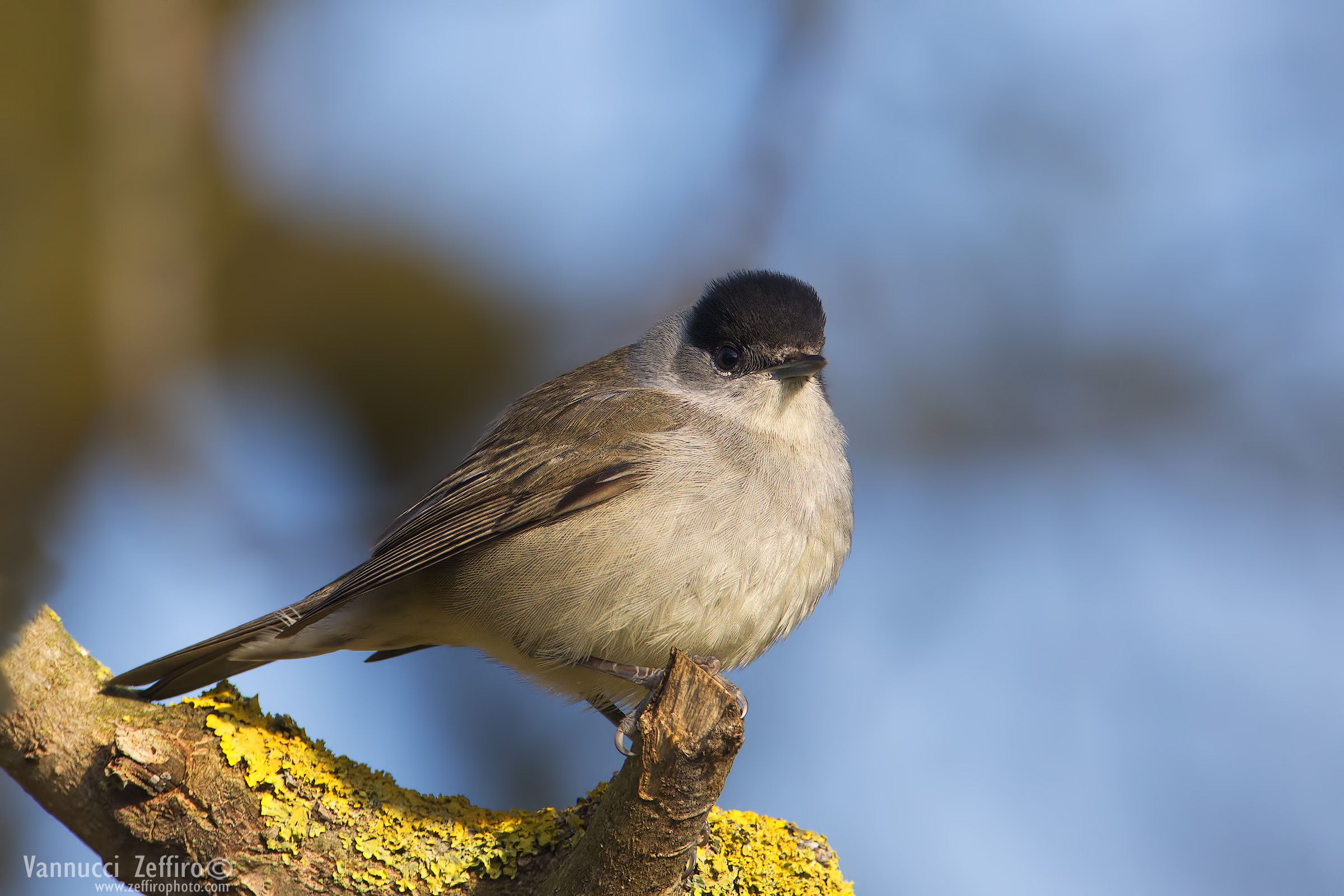 Blackcap...