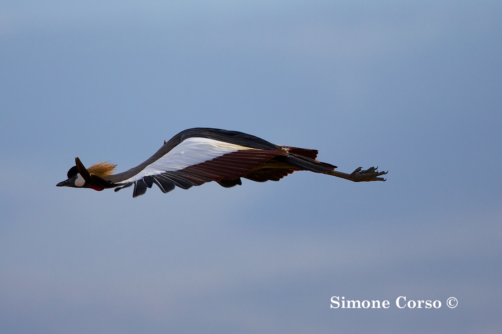 Crowned Crane in flight...