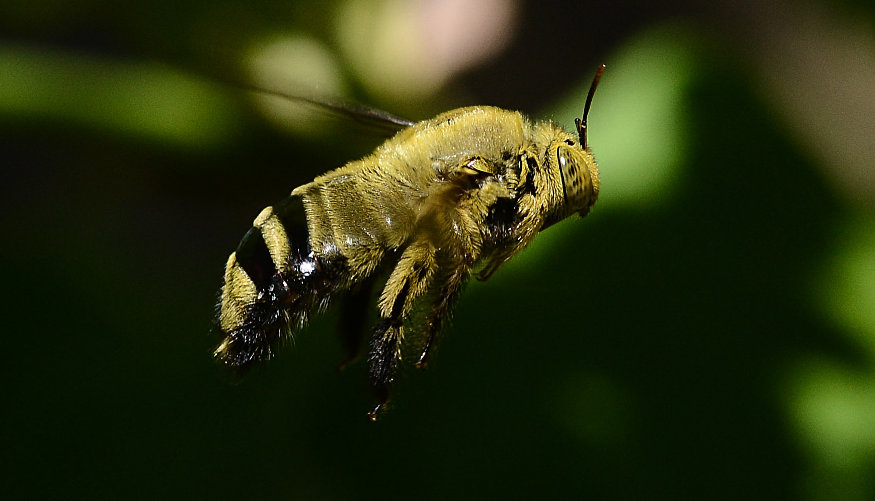 Bumblebee??...