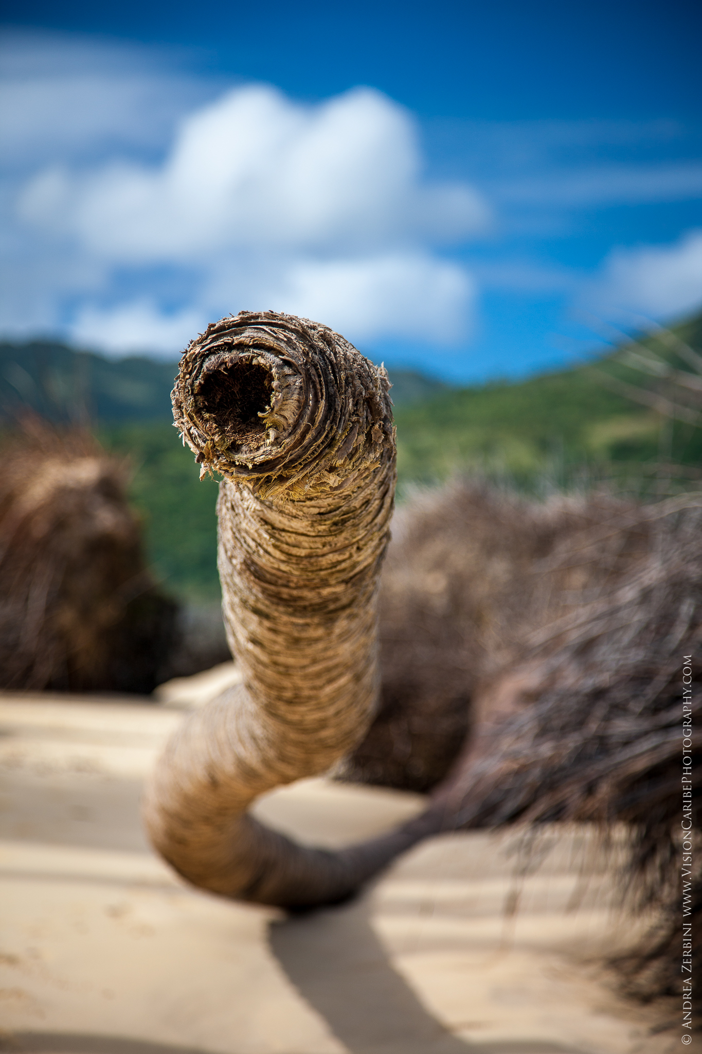 Caribbean Giant Sandworm...