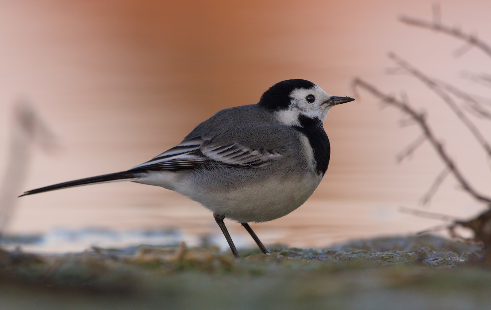 Waiting for the Dawn (White Wagtail)...