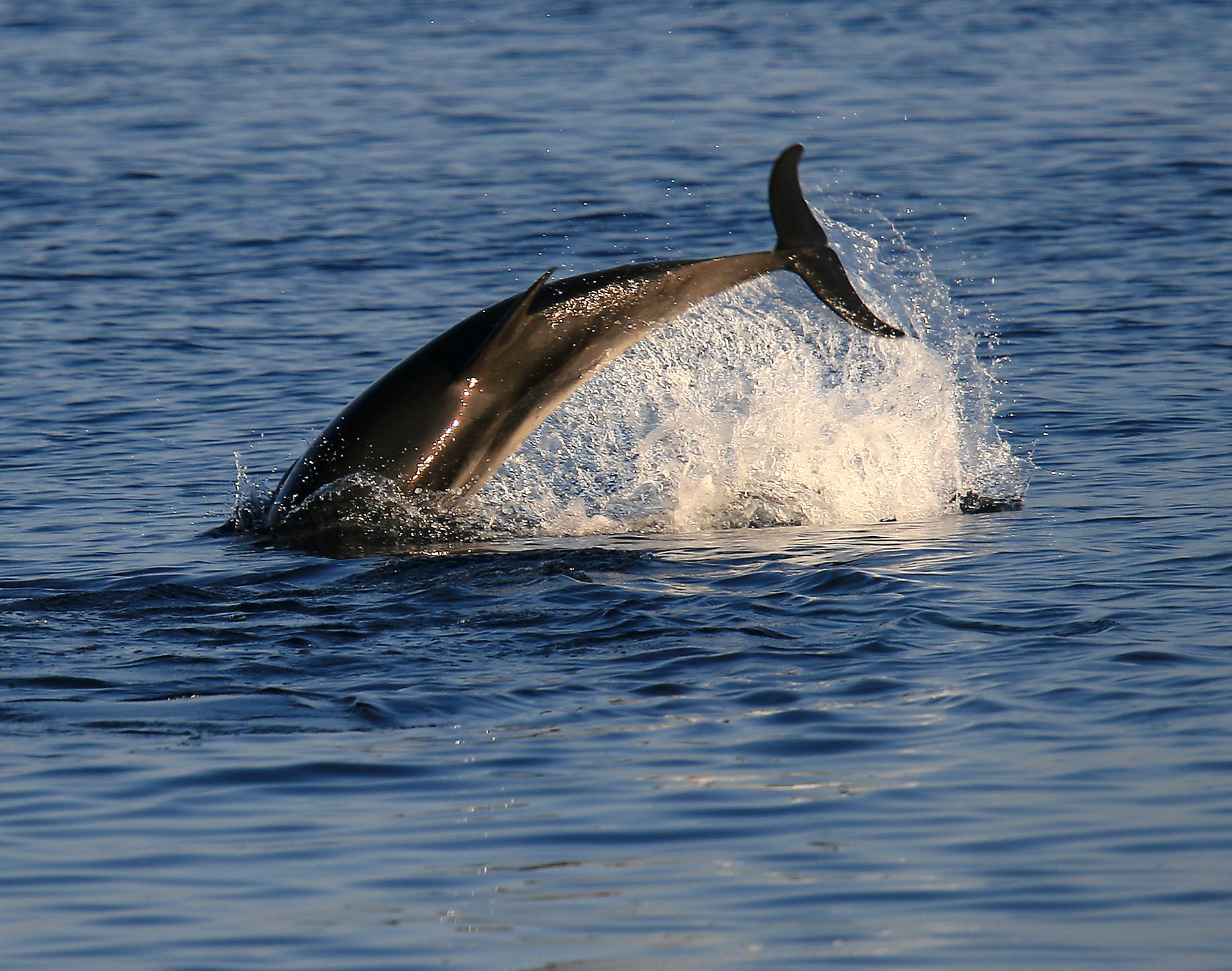 Dolphin playing - Ventotene...