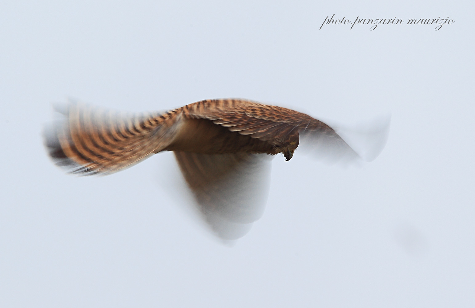 kestrel during the holy spirit...