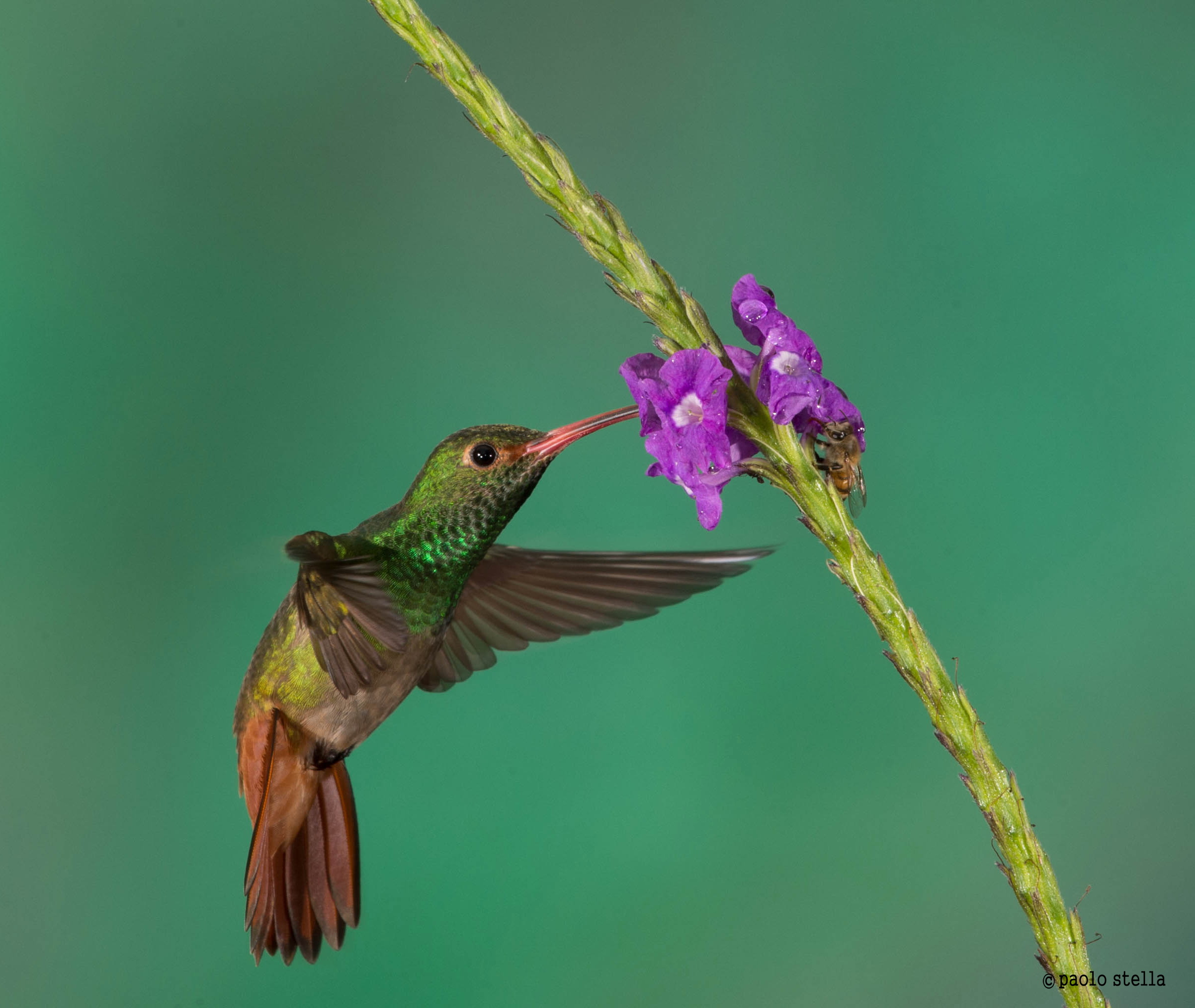 sul fiore (Rufous-tailed Hummingbird)...