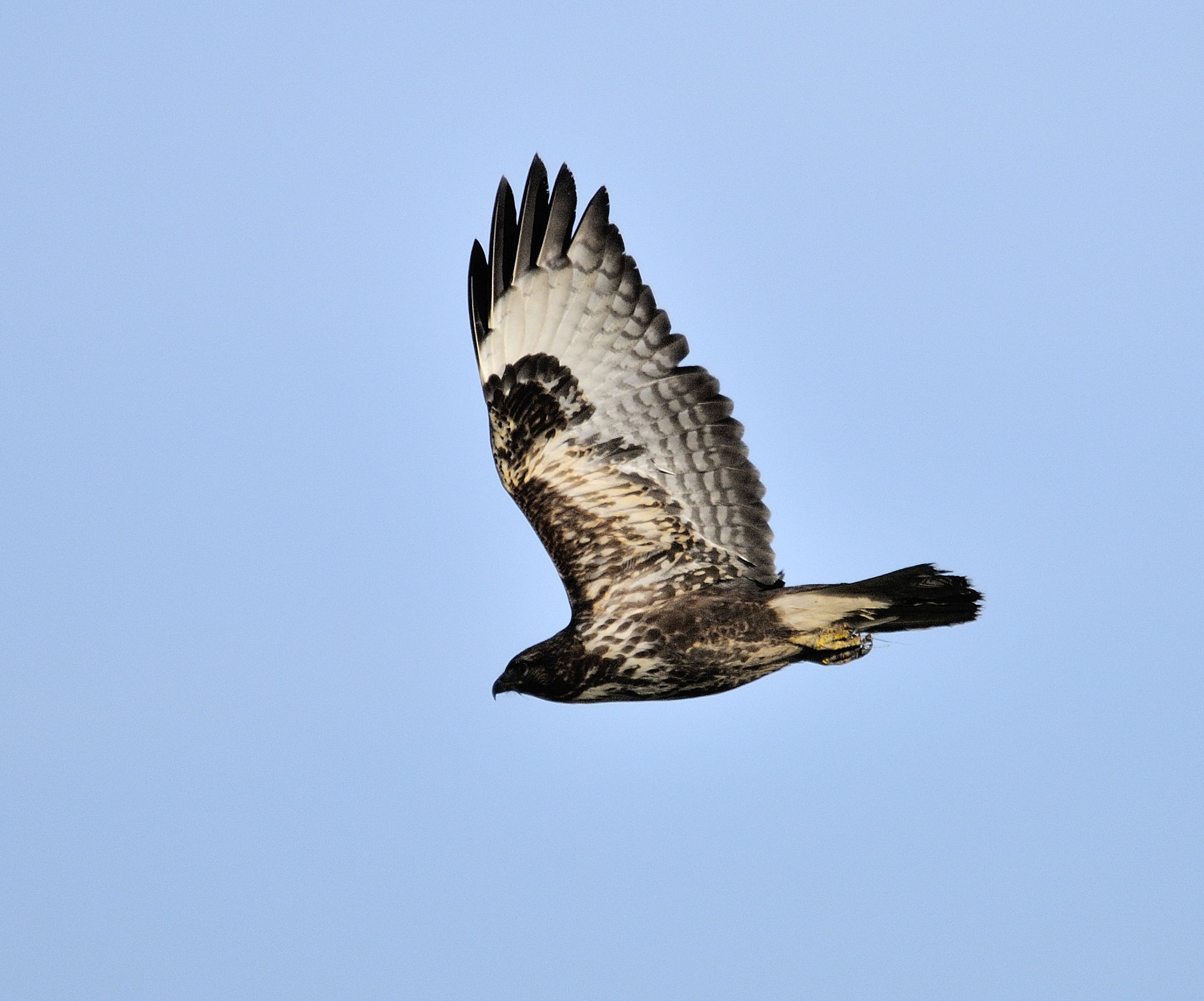 a buzzard ......
