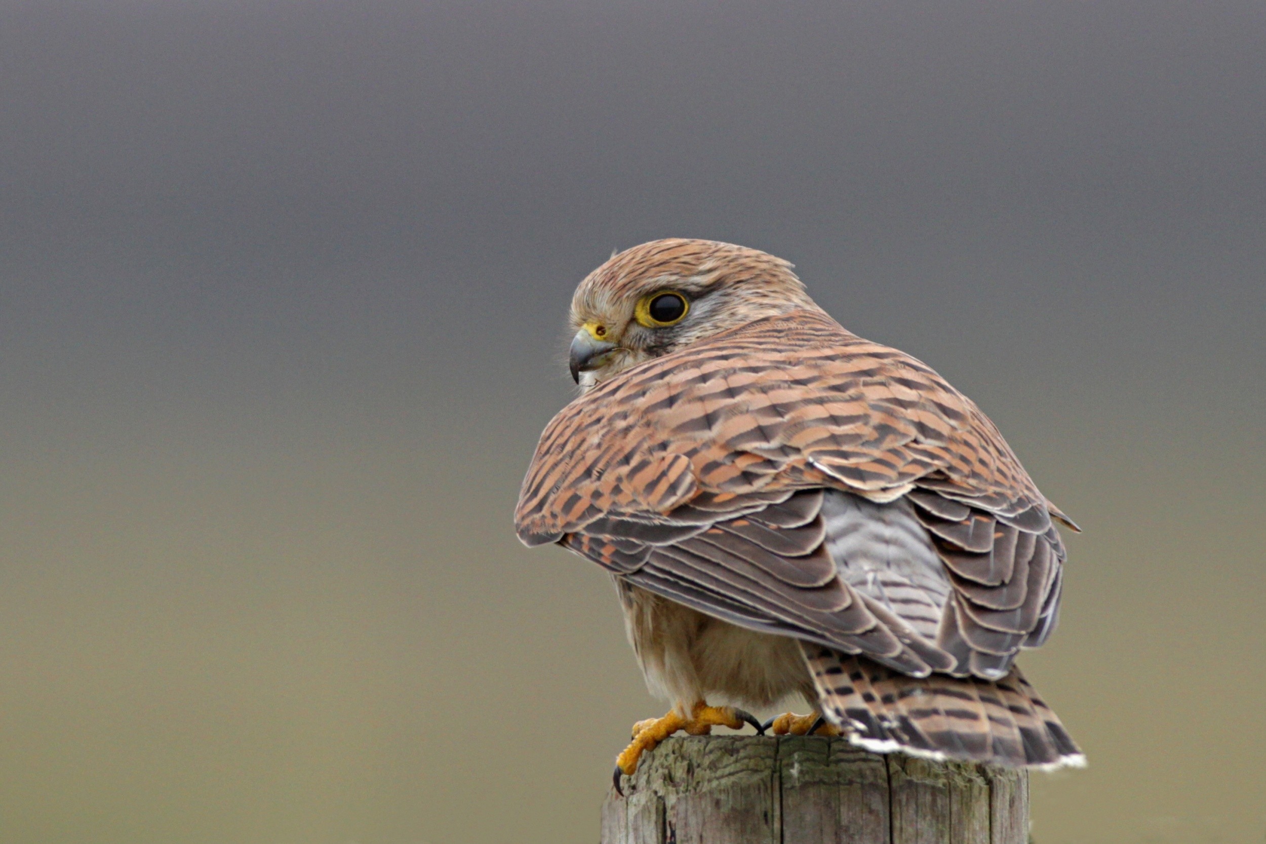 Kestrel...