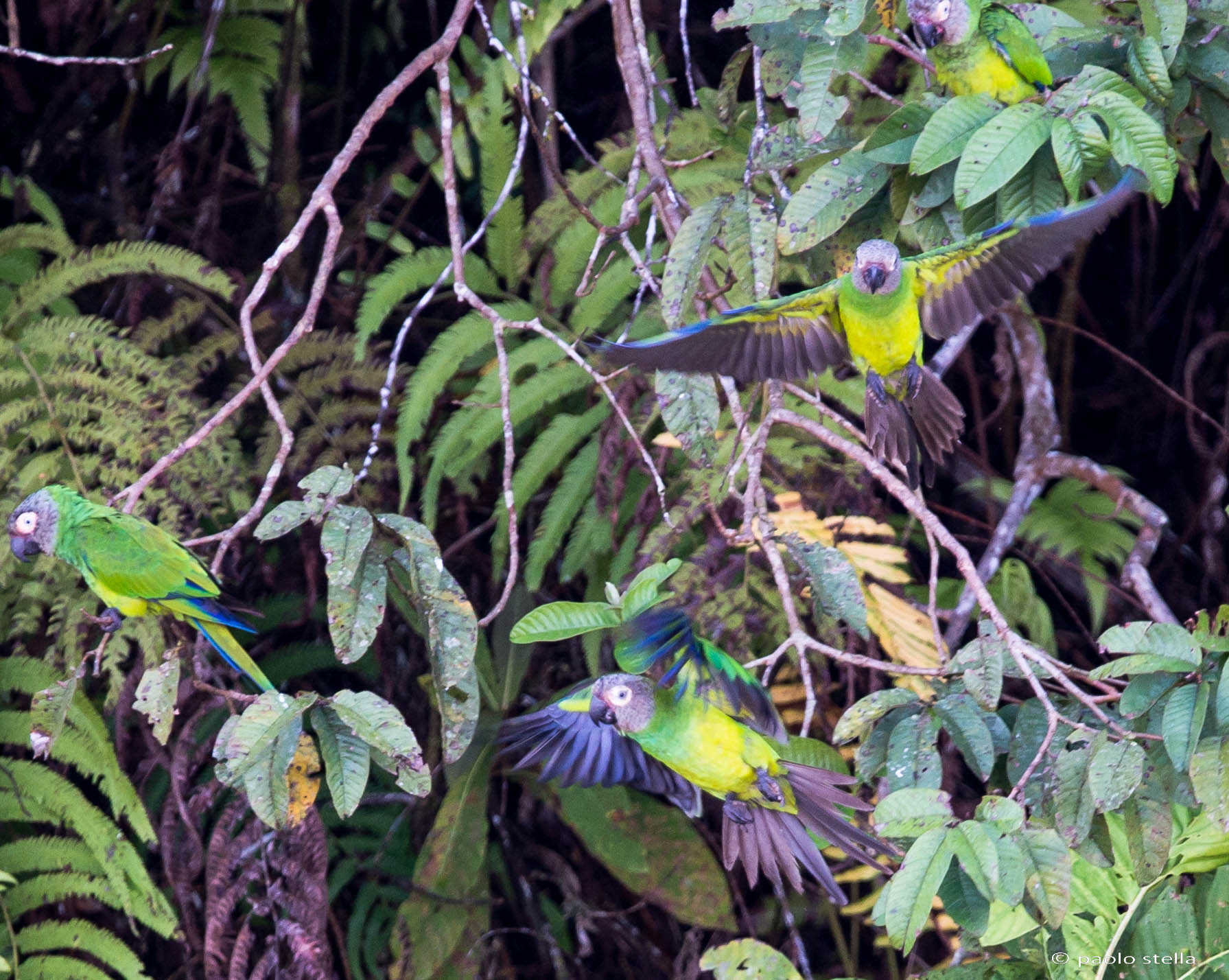 in flight - Dusky-headed Parakeet...