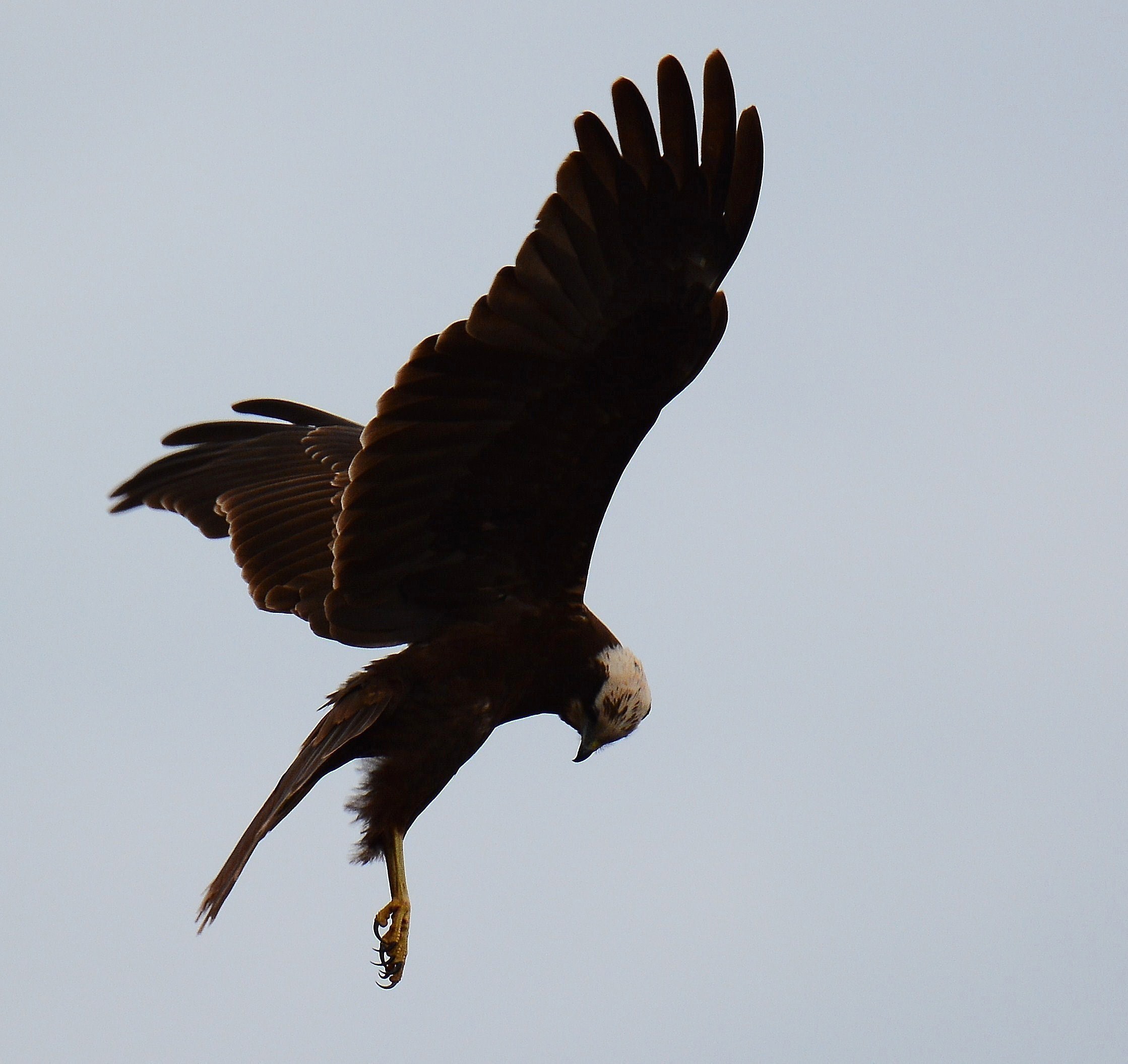 Falco di palude...