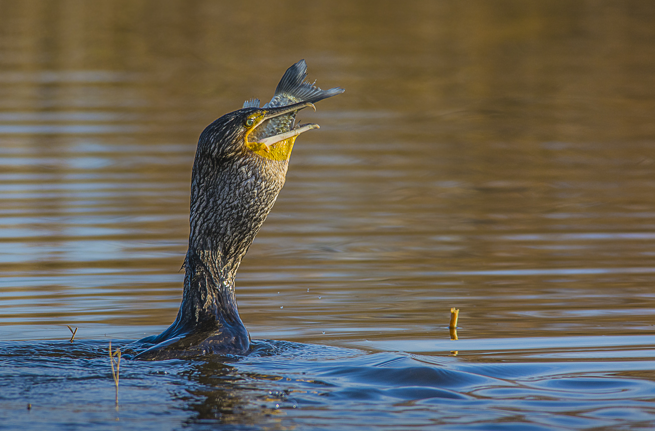 cormorants and fish...