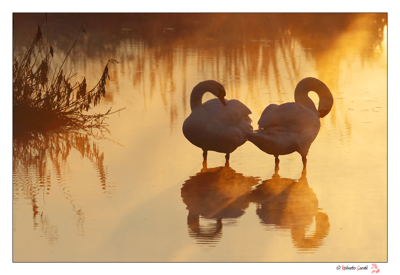 Swans at 'sunrise...
