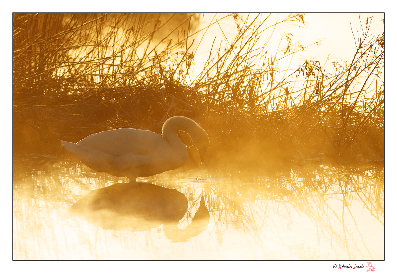 Swan at 'sunrise...