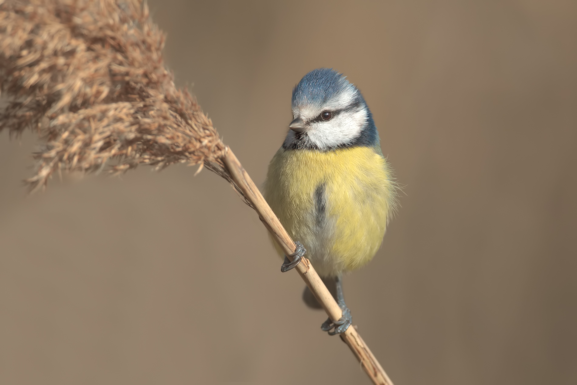 Blue Tit...