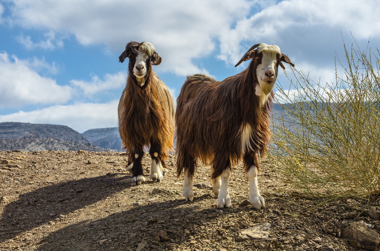 Oman - Domestic goat of high plateau...