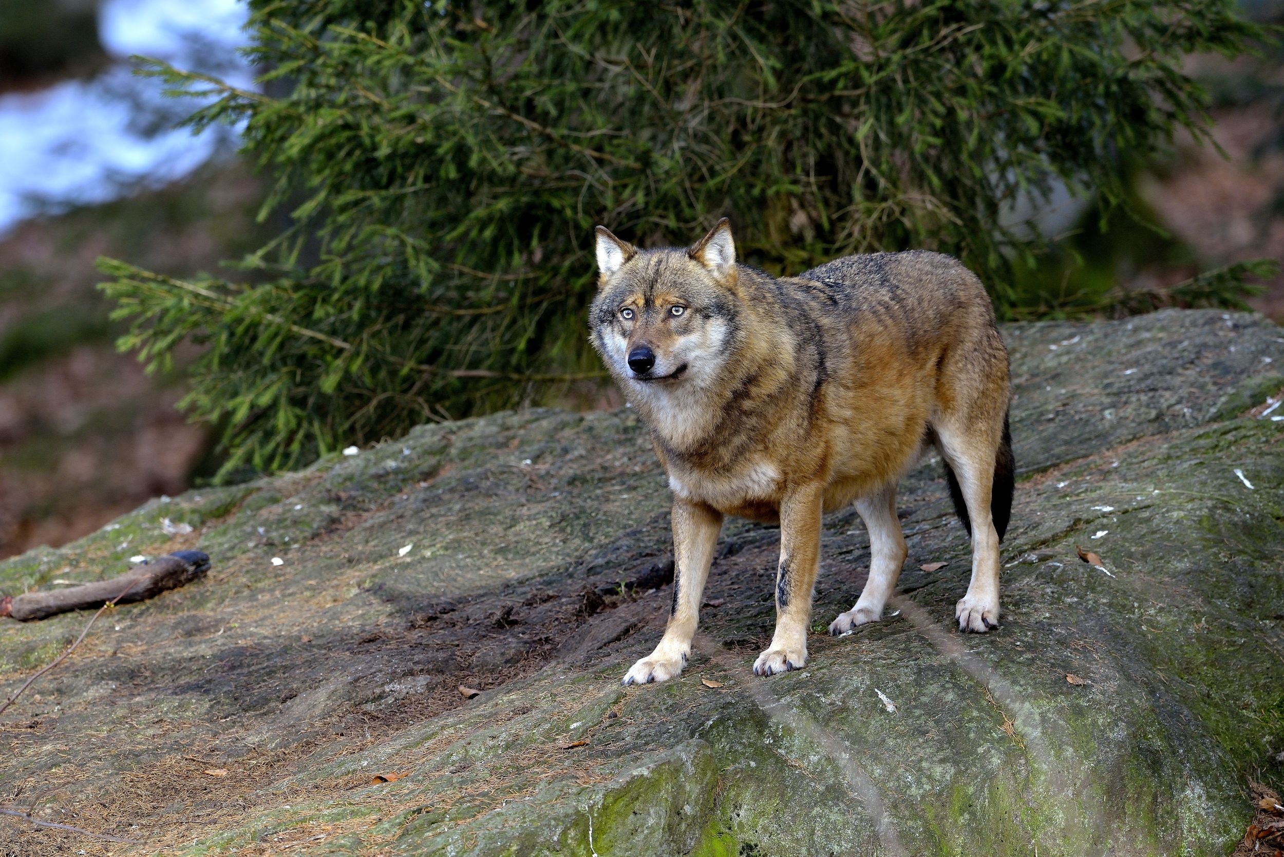 Bayerischen - Wolf...