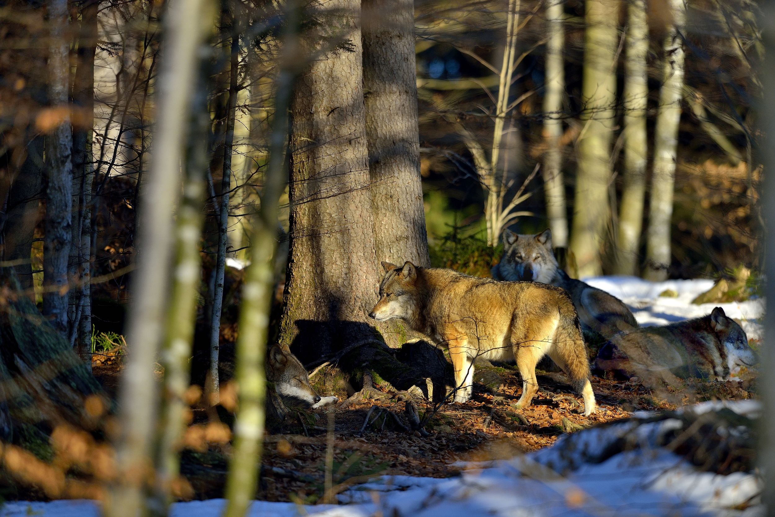 Bayerischen - Wolves...
