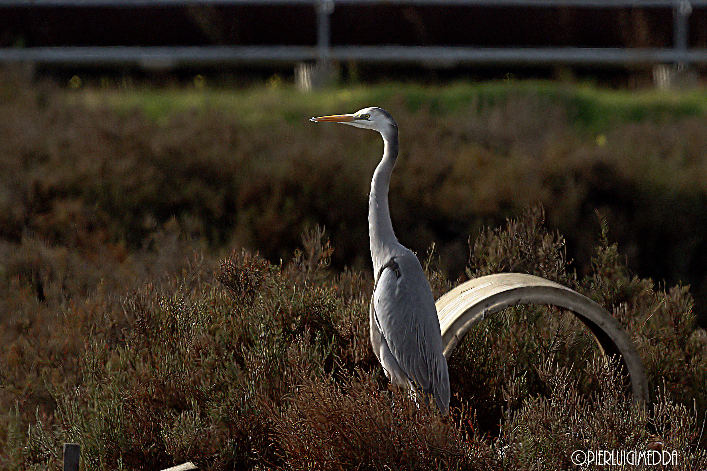 Hybrid between White heron and gray heron greater...